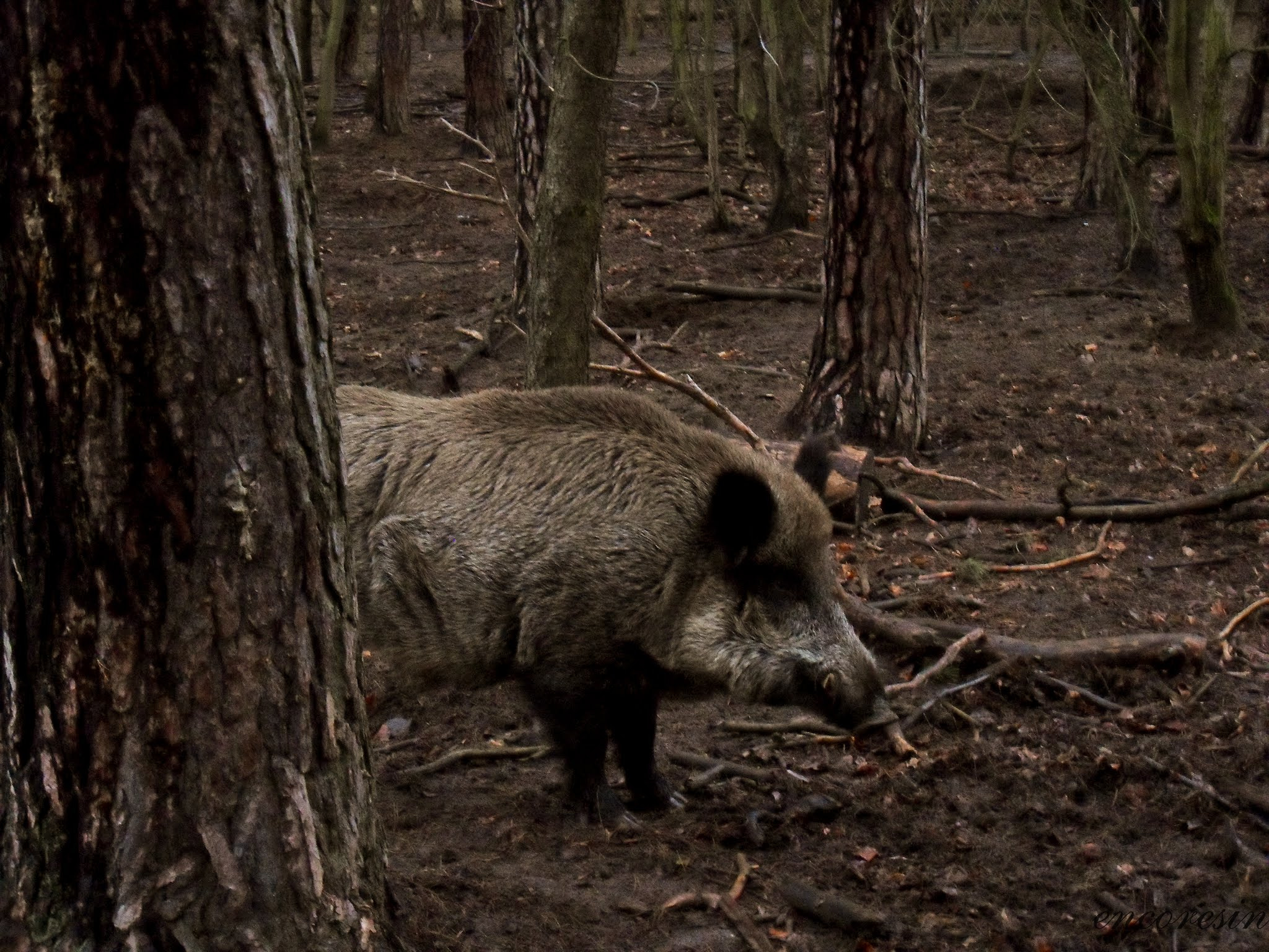 Samsung PL60 / VLUU PL60 /  SL420 sample photo. Boar photography