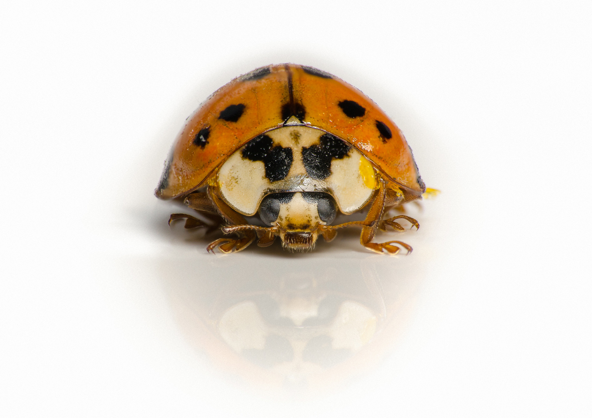 AF-S Zoom-Nikkor 80-200mm f/2.8D IF-ED sample photo. Mulitcolored asian lady bug photography