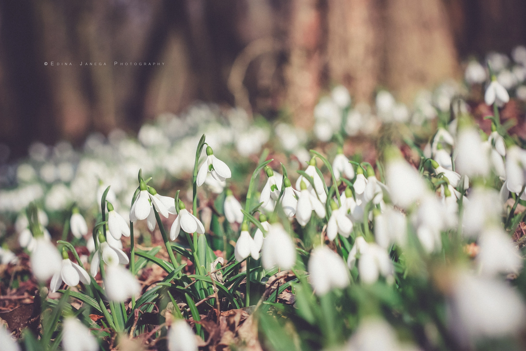 Canon EOS 450D (EOS Rebel XSi / EOS Kiss X2) + Canon EF 100mm F2.8 Macro USM sample photo. Snowdrops in the forest photography