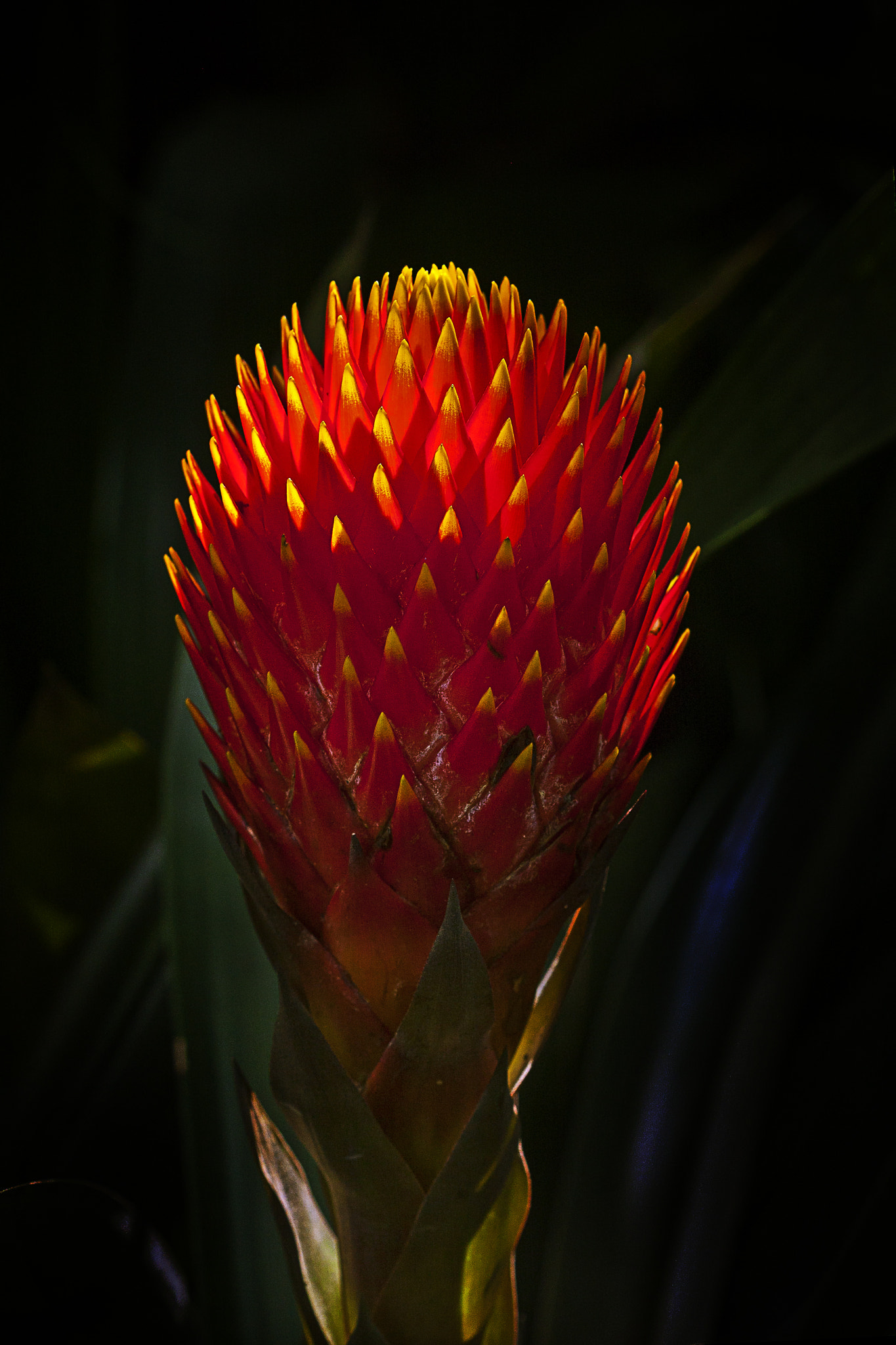 Canon EOS 40D + Canon EF 100mm F2.8 Macro USM sample photo. Flower221 photography