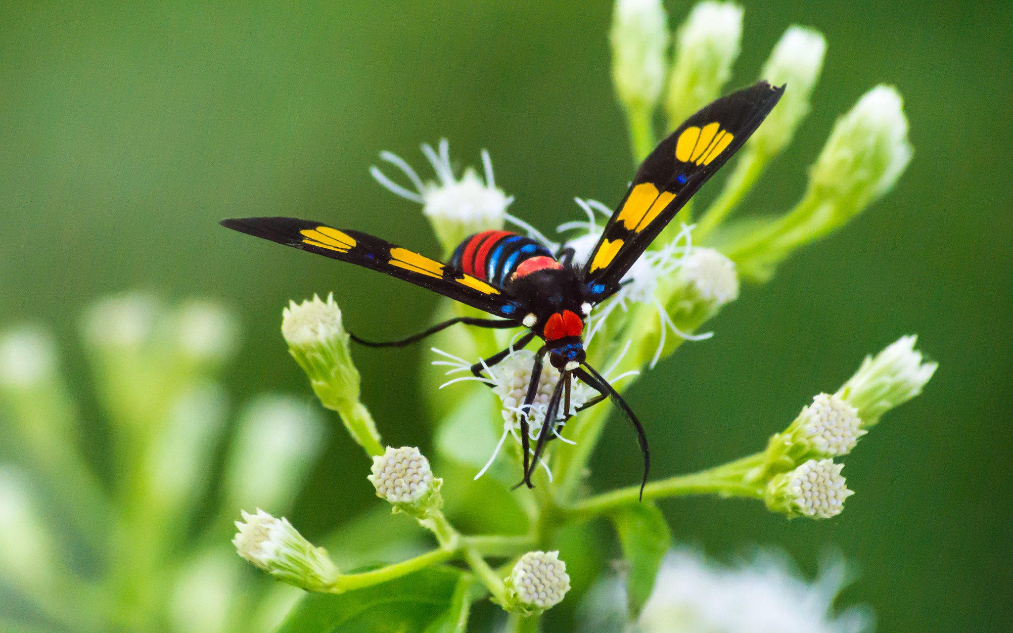 Sony DT 55-200mm F4-5.6 SAM sample photo. Colours of nature photography