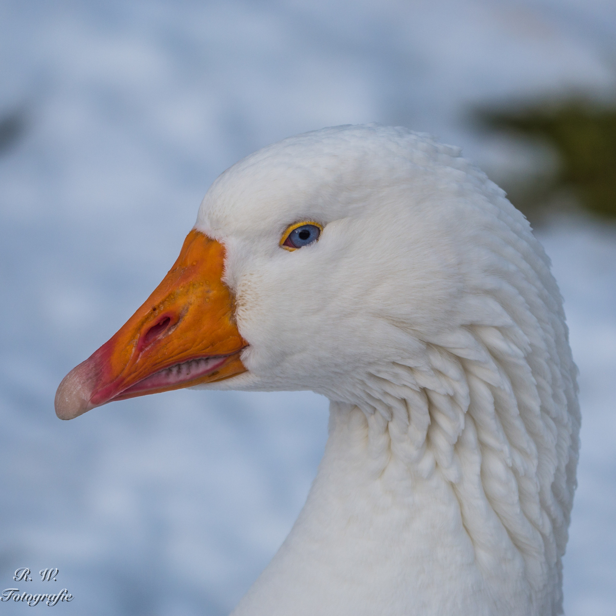 Panasonic Lumix DMC-GH3 sample photo. Gans photography