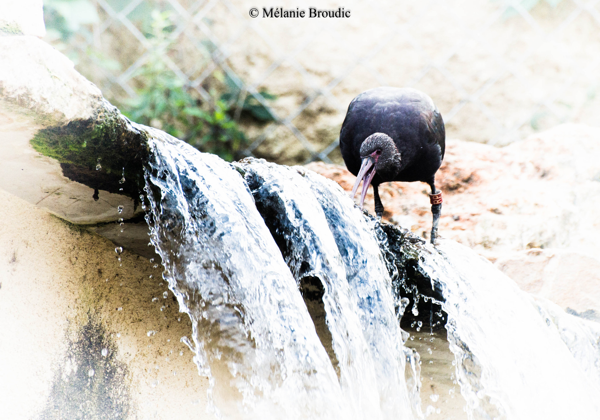 Pentax K-50 + Sigma sample photo. L'ibis à soif photography