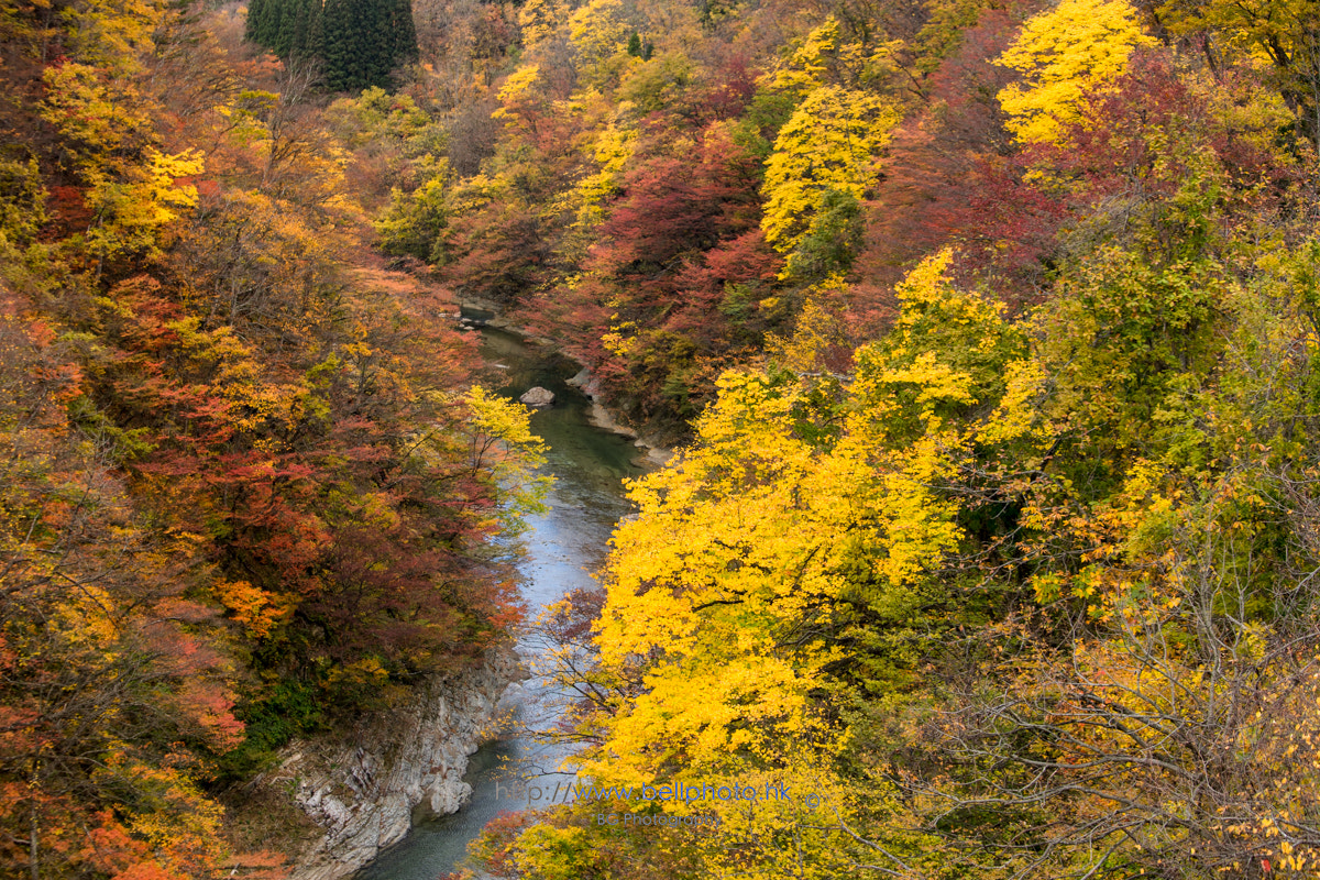 Sony a7 + Canon EF 70-200mm F4L IS USM sample photo. 紅葉渓谷. photography