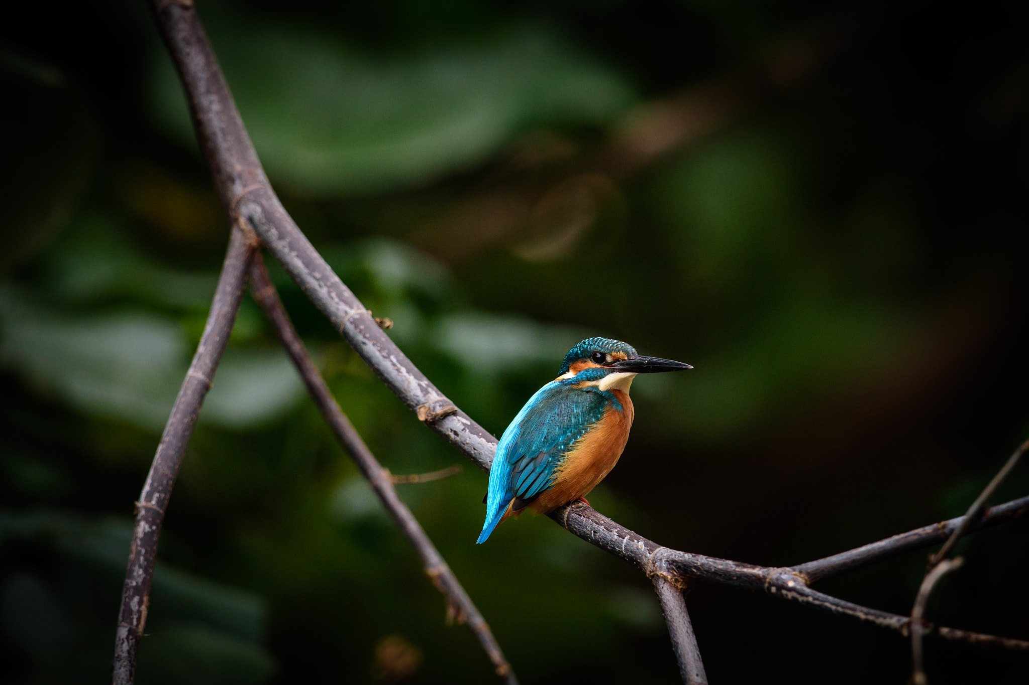 Nikon AF-S Nikkor 600mm F4G ED VR sample photo. Kingfisher photography