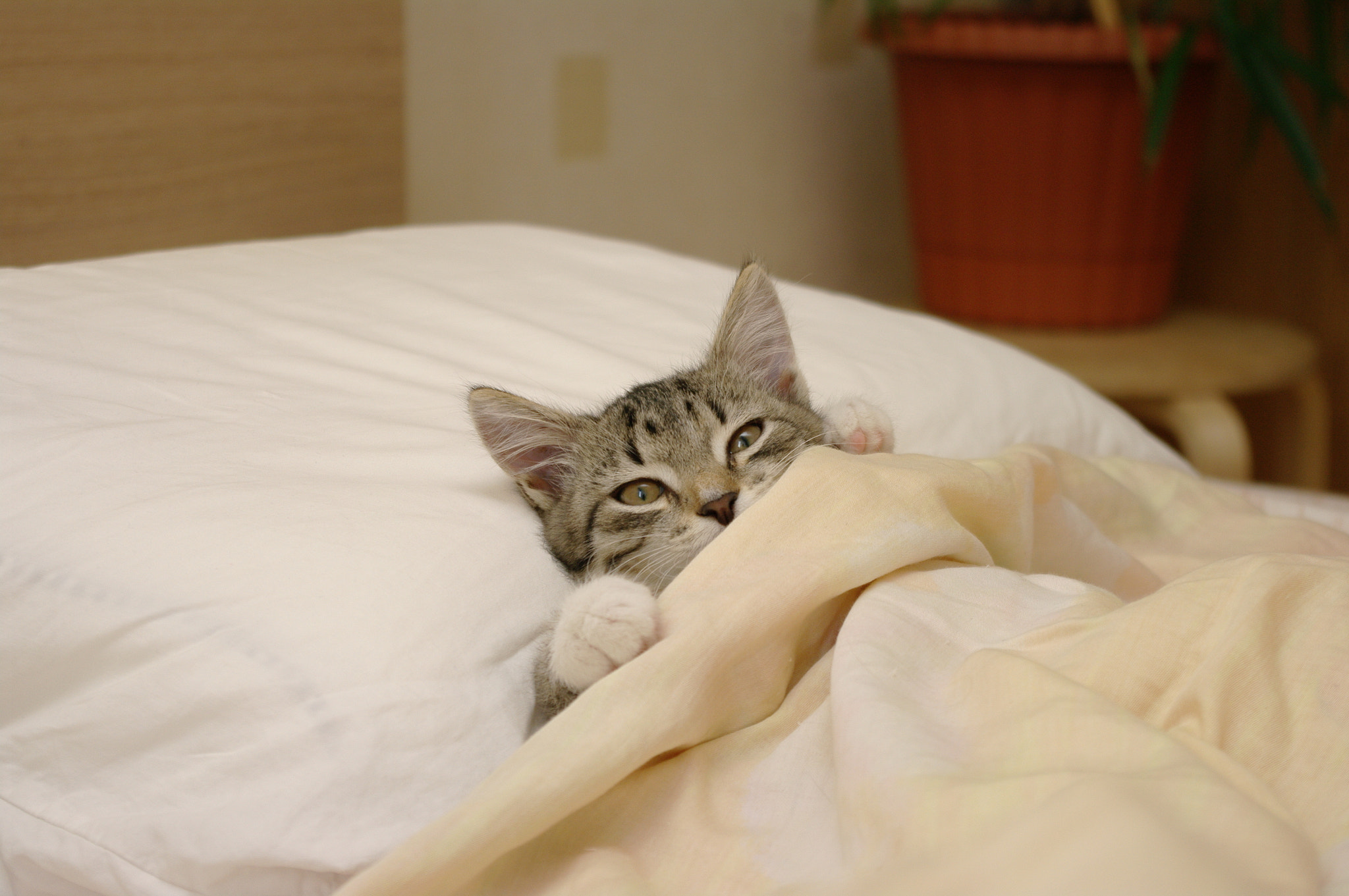Samsung/Schneider D-XENON 18-55mm F3.5-5.6 II sample photo. Cosiness photography