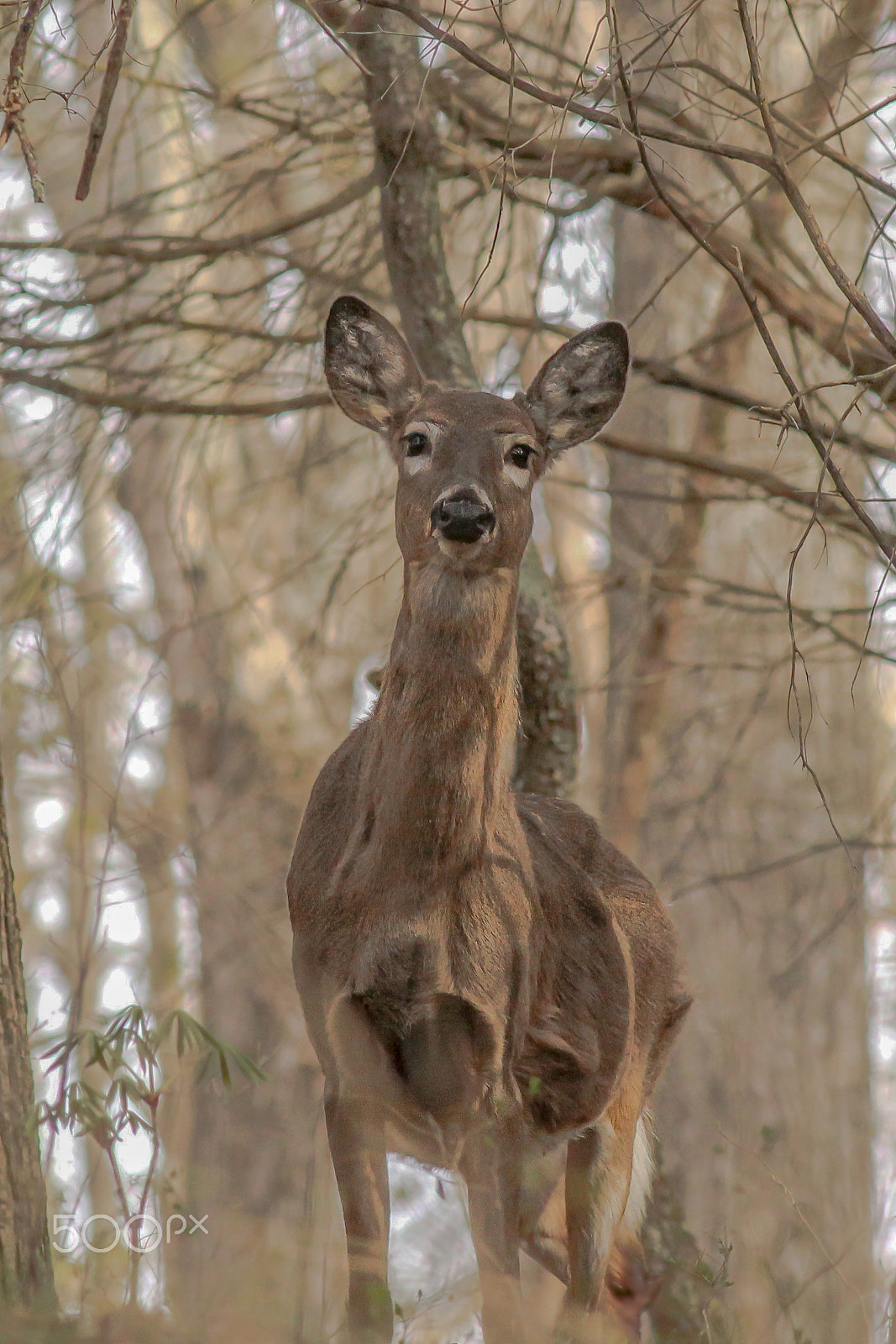 Canon EOS 550D (EOS Rebel T2i / EOS Kiss X4) + Canon EF 400mm F5.6L USM sample photo. White tailed deer () photography