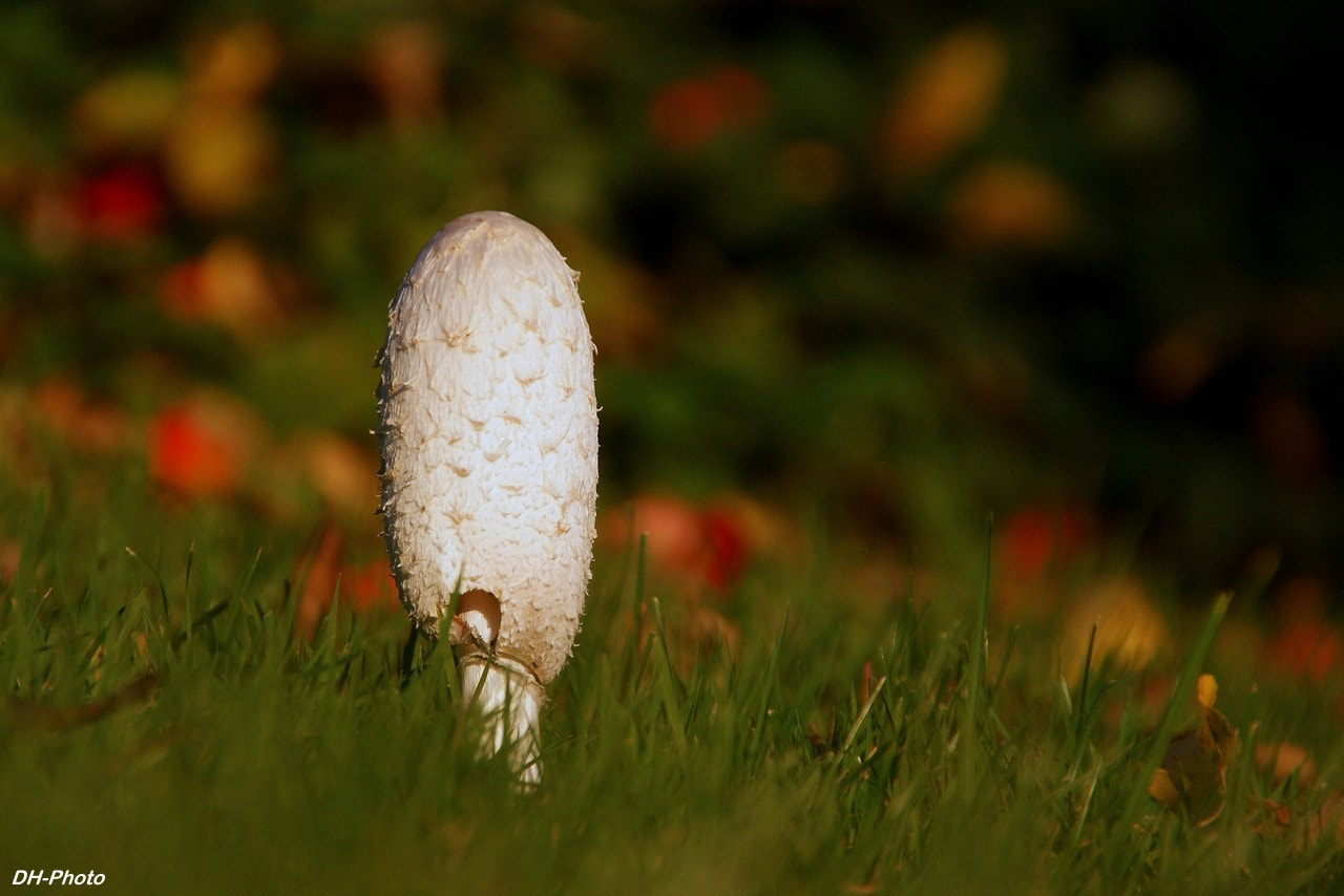 Sigma 18-250mm F3.5-6.3 DC OS HSM sample photo. Lonely beauty photography