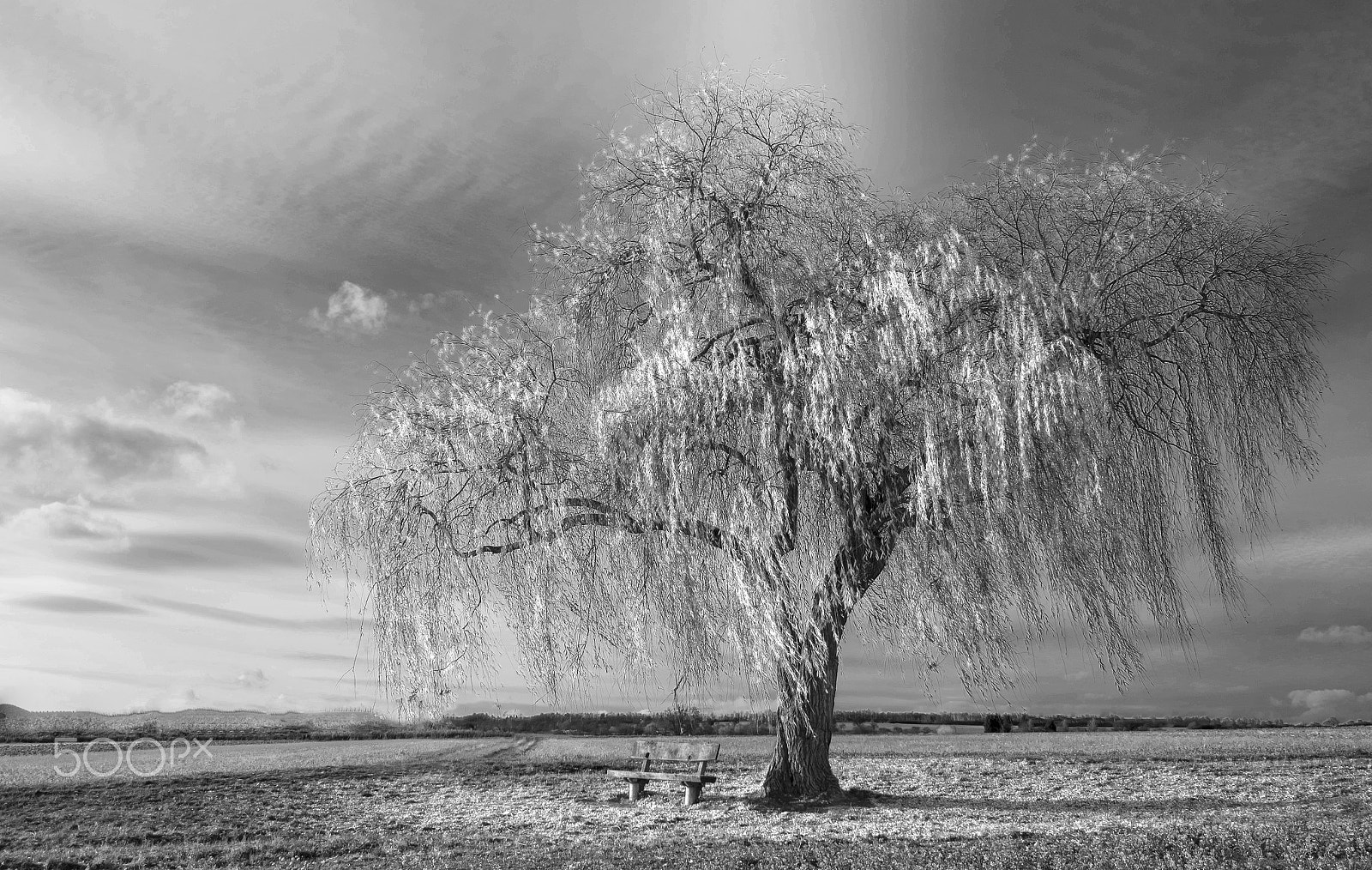 Fujifilm XC 16-50mm F3.5-5.6 OIS sample photo. Lonely tree photography
