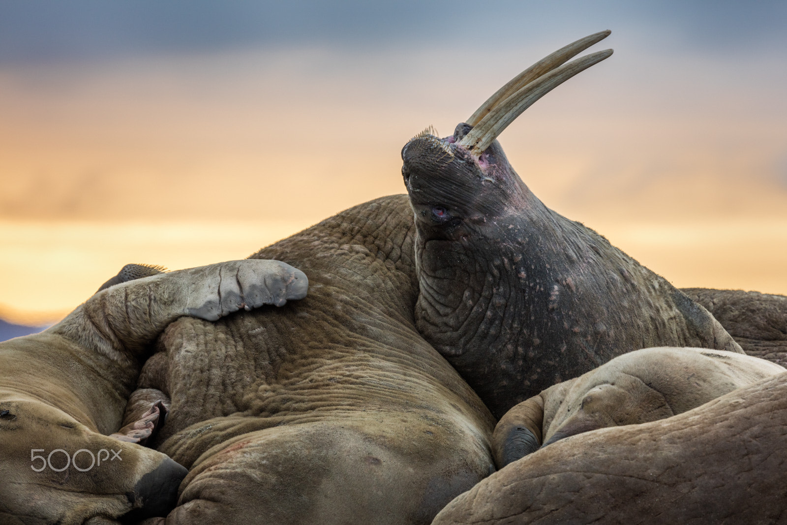 Canon EOS 5DS R + Canon EF 500mm F4L IS II USM sample photo. Walrus pile photography