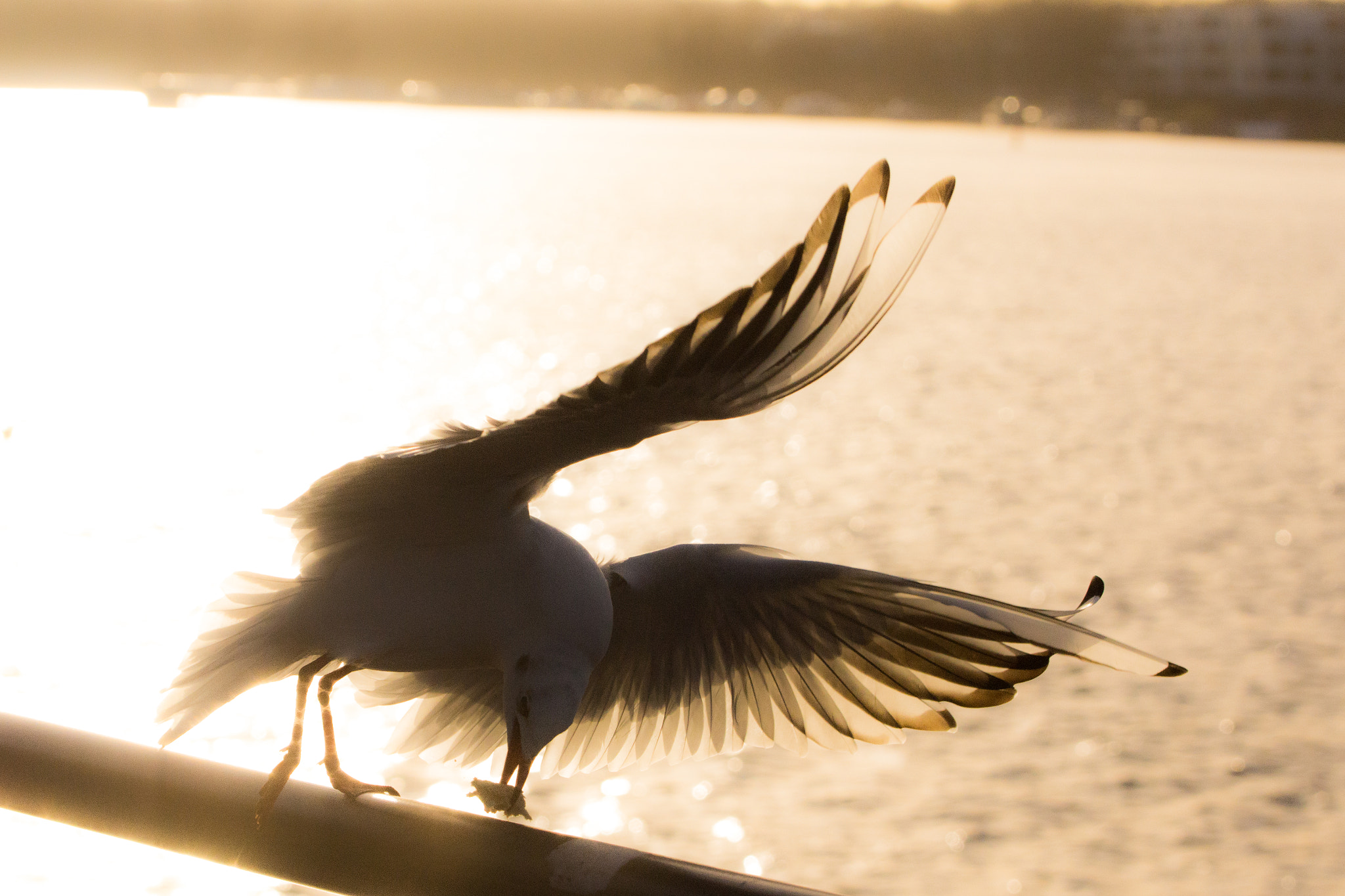 Sony SLT-A77 + 90mm F2.8 Macro SSM sample photo. Magical photography