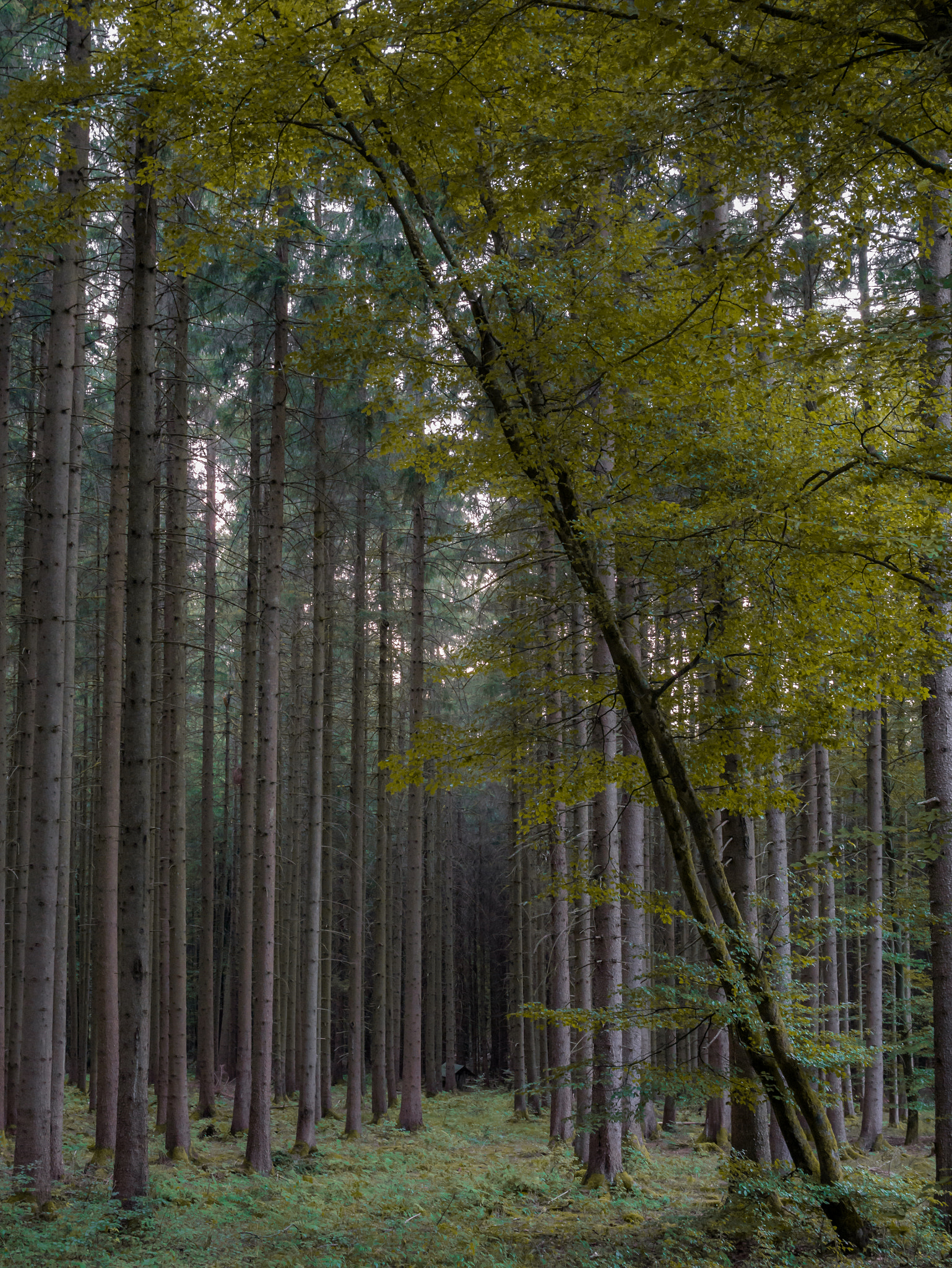 Panasonic Lumix DMC-GX7 + Olympus M.Zuiko Digital 25mm F1.8 sample photo. Wood photography
