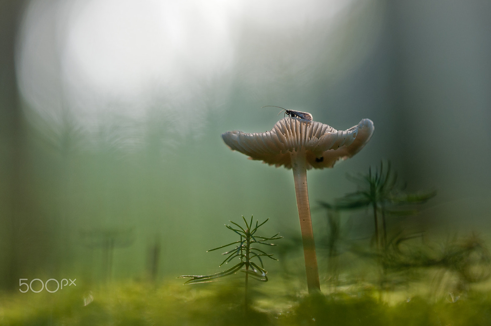 Sigma 150mm F2.8 EX DG Macro HSM sample photo. In the magic forest photography