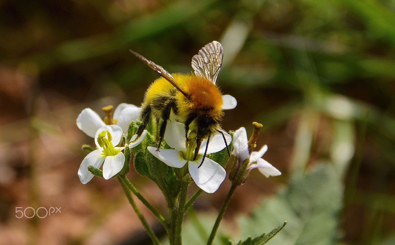 Sigma 17-70mm F2.8-4 DC Macro OS HSM | C sample photo. Bumblebee photography
