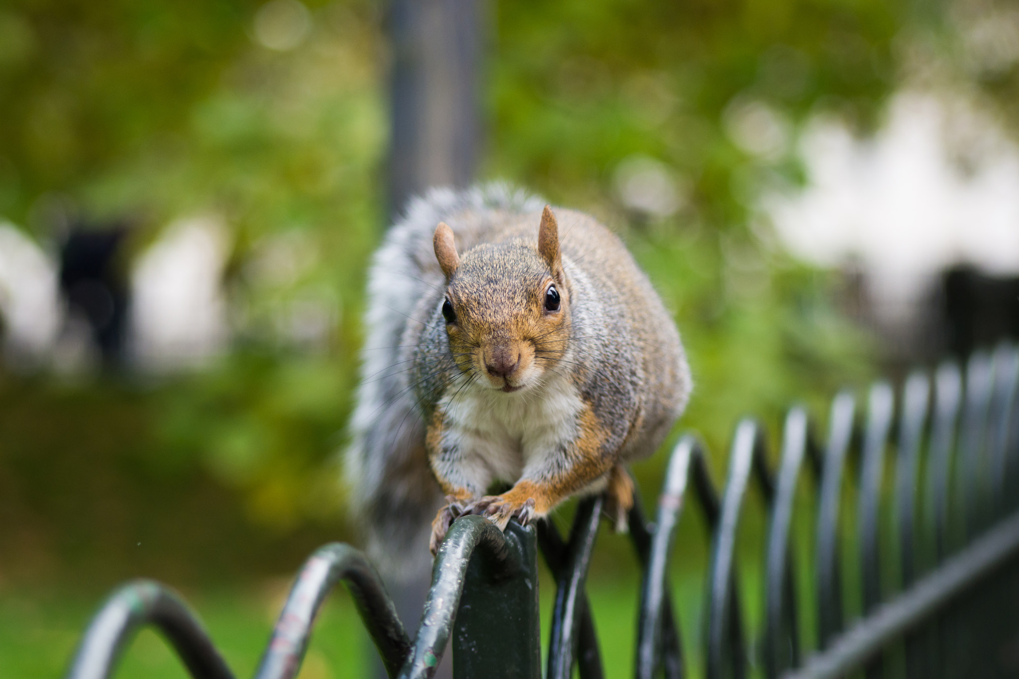 Nikon D7200 + AF Nikkor 70-210mm f/4-5.6 sample photo. Fency squirrel photography