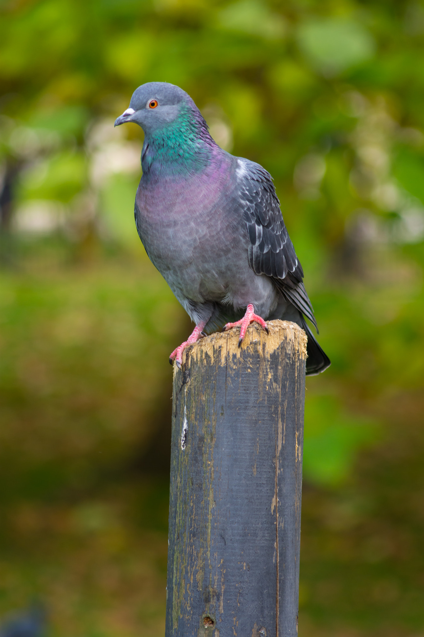 Nikon D7200 + AF Nikkor 70-210mm f/4-5.6 sample photo. Bird photography