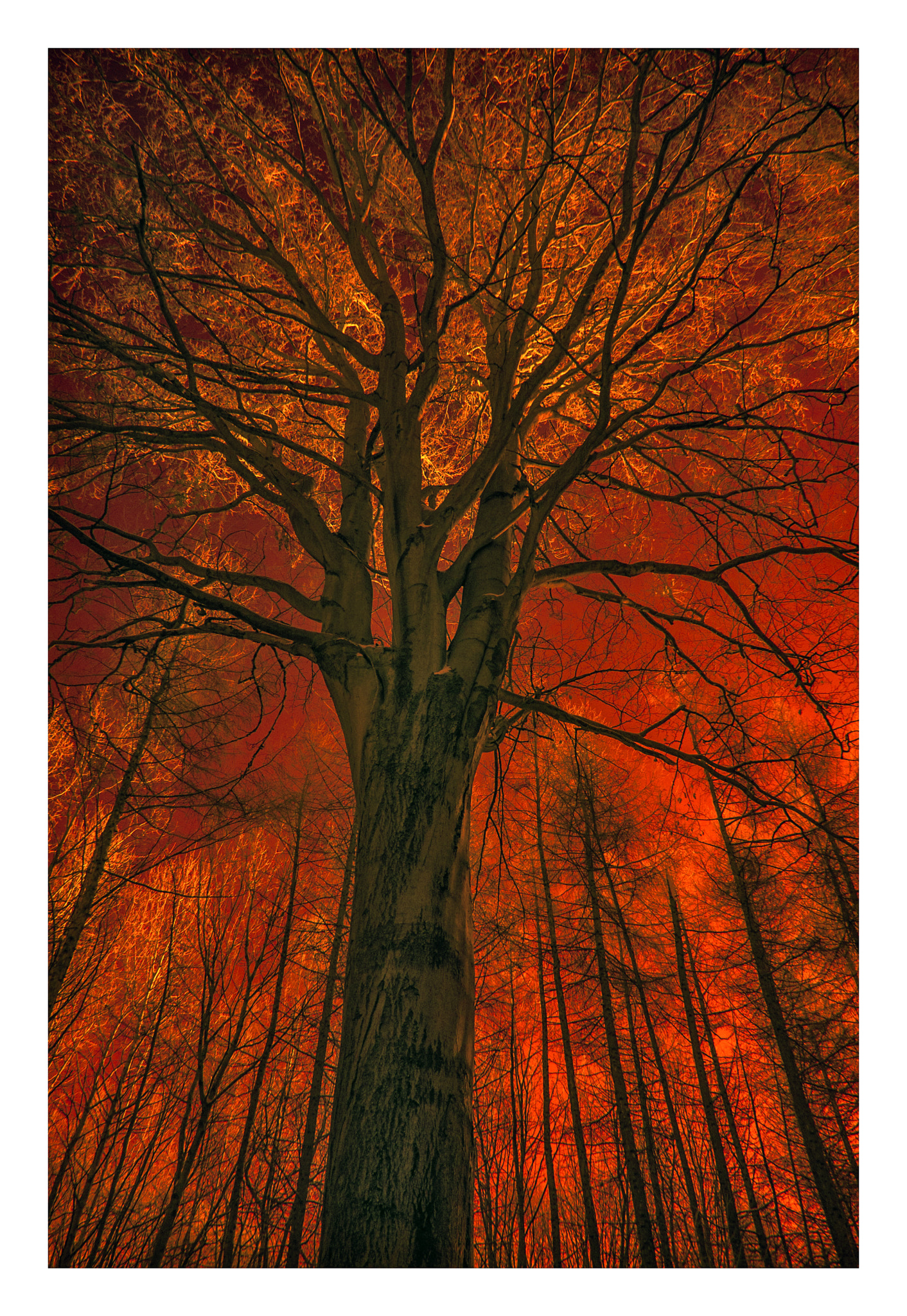 Nikon D70 sample photo. Red forest photography