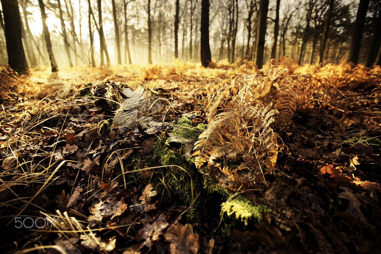 Nikon D600 sample photo. Orange light photography