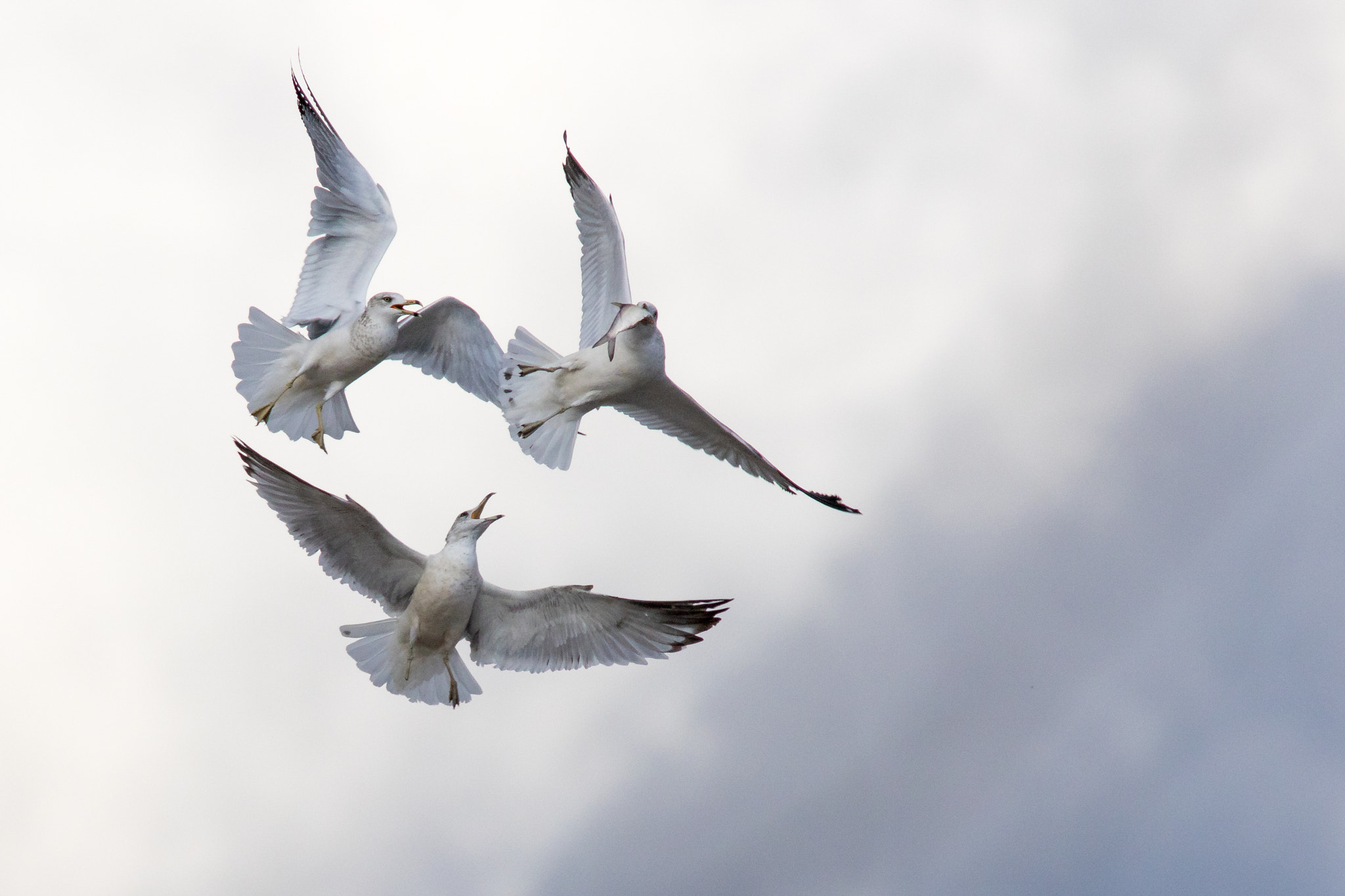 Canon EF 400mm F5.6L USM sample photo. Gull life photography