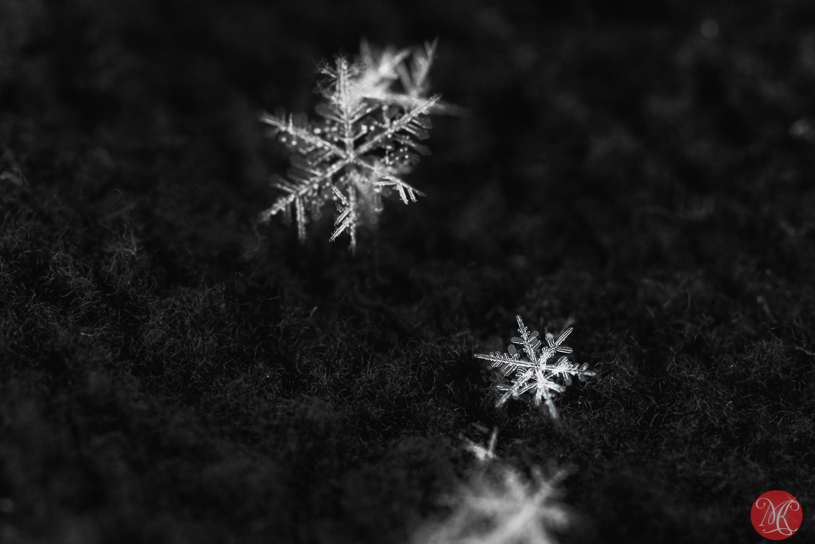 Canon EOS 40D + Canon EF 100mm F2.8L Macro IS USM sample photo. Fresh snow 5 photography