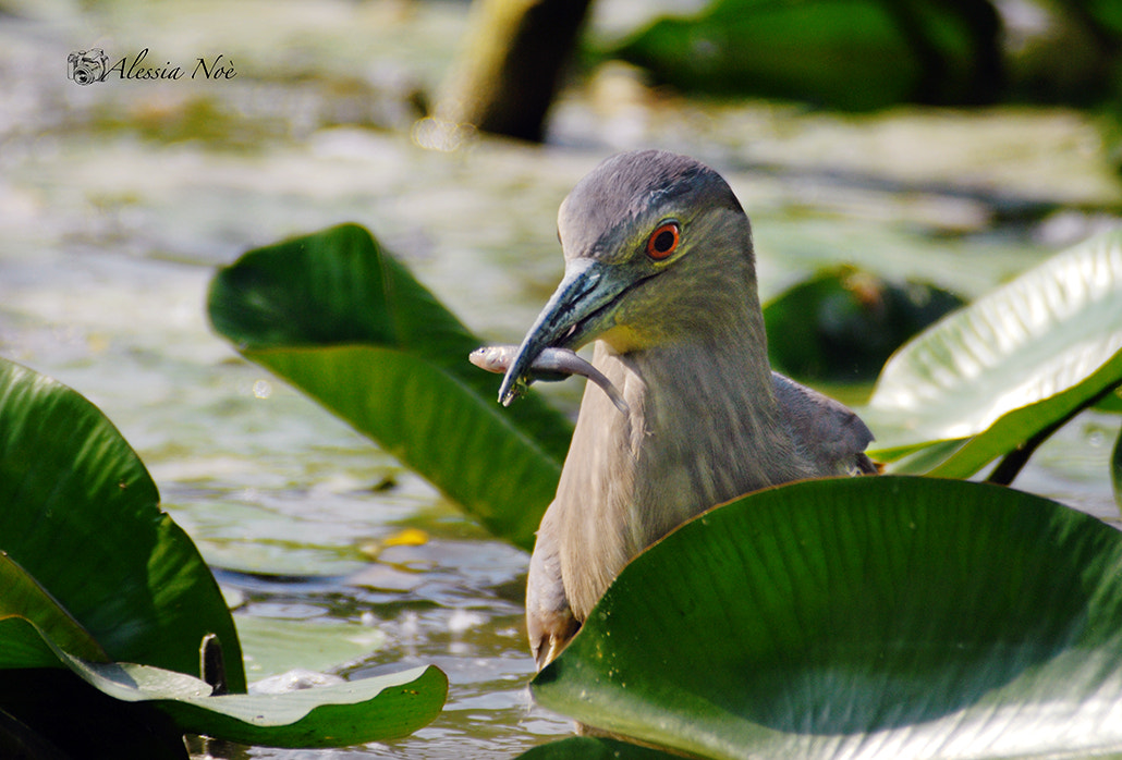 Nikon D200 + Sigma APO 400mm F5.6 sample photo. Gnam photography