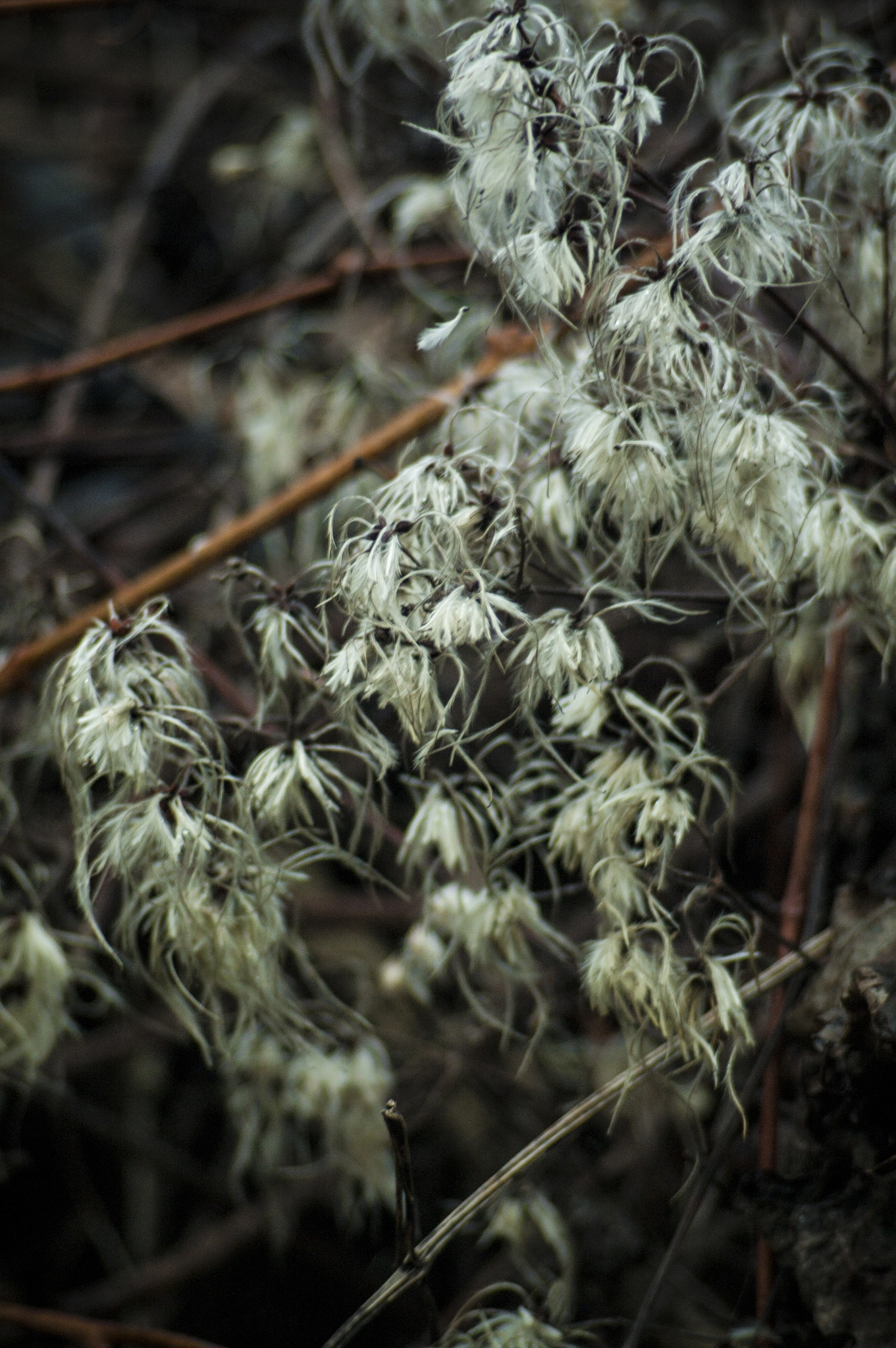 Pentax K-7 + A Series Lens sample photo. Dead autumn photography