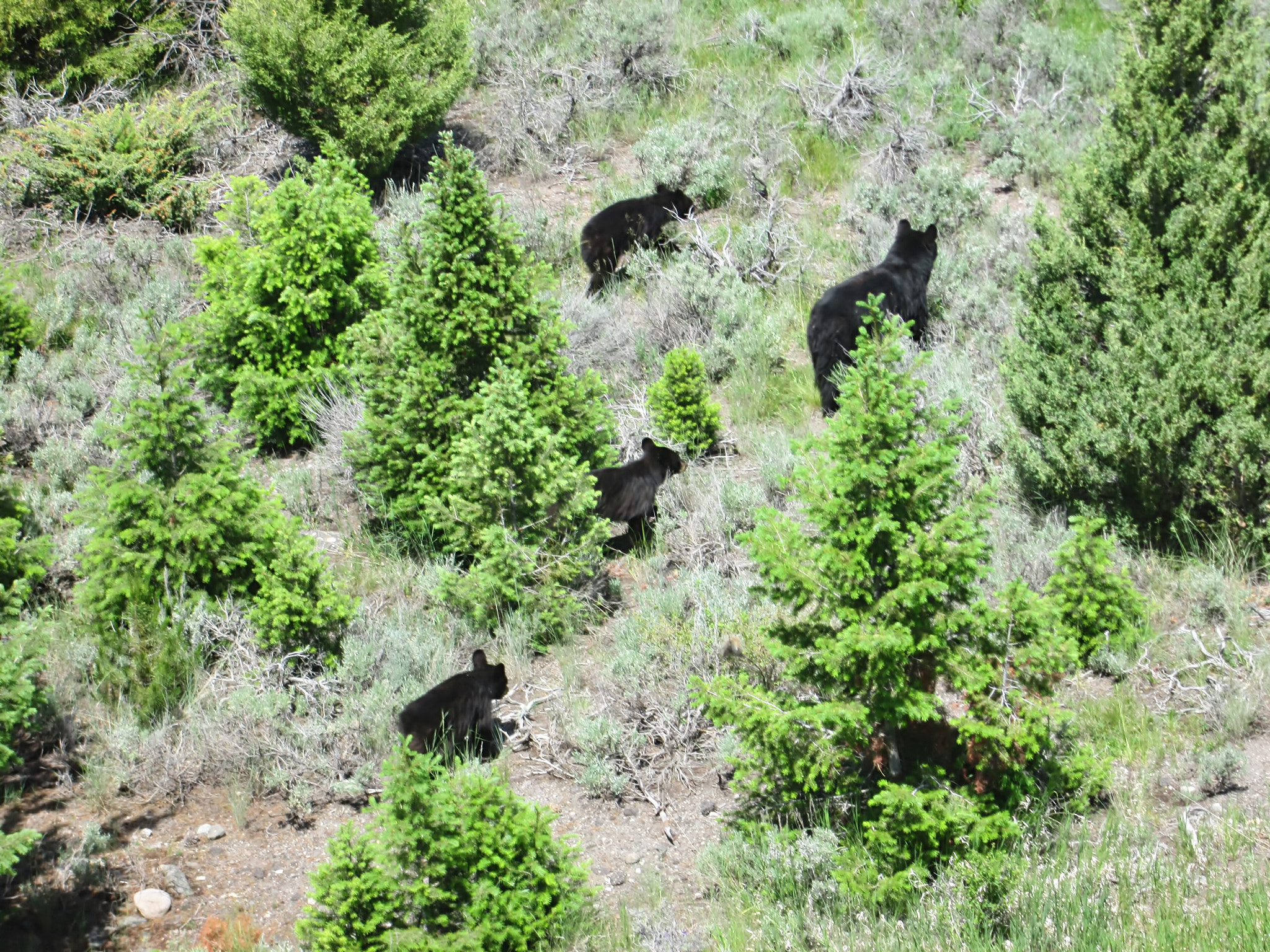 Canon PowerShot A2400 IS sample photo. Mother bear. photography