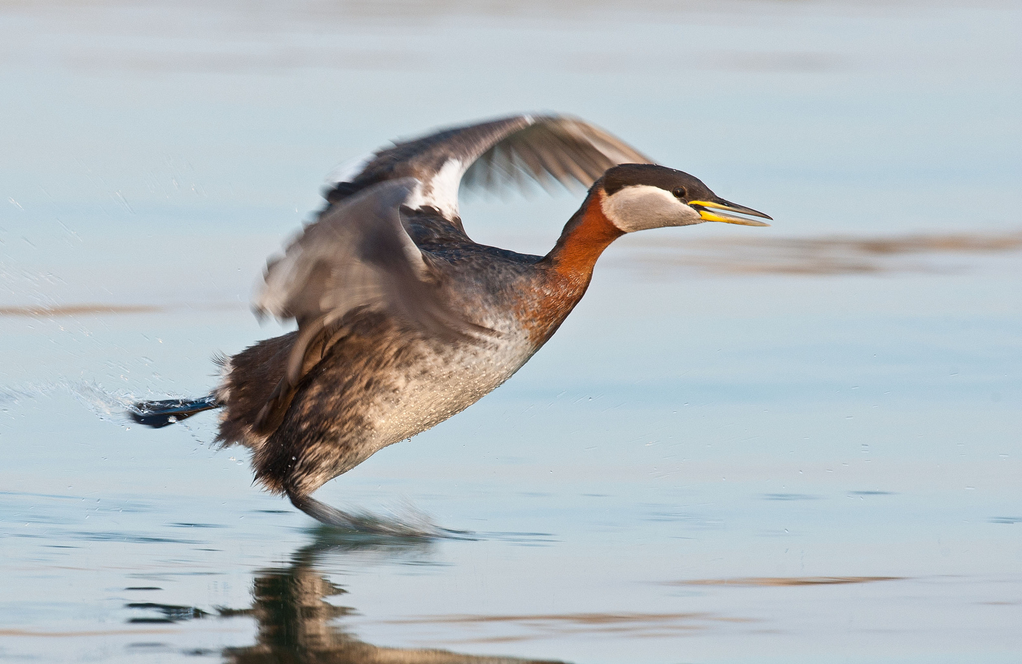 Nikon D3 + Nikon AF-S Nikkor 600mm F4G ED VR sample photo. Red necked grebe photography