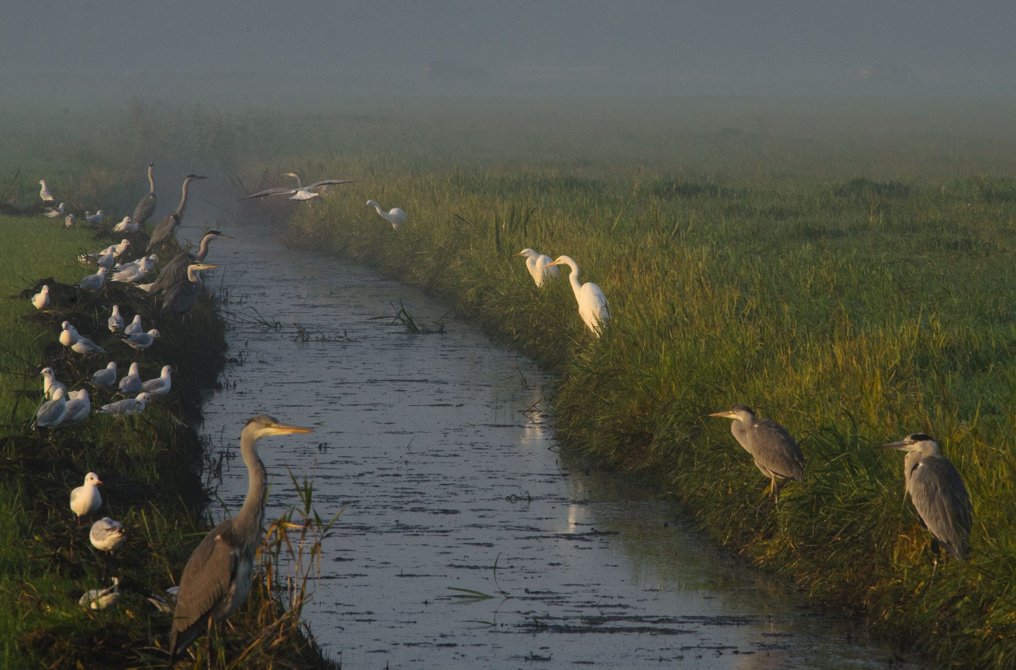 Nikon AF-S Nikkor 300mm F2.8G ED VR II sample photo. Reigers photography