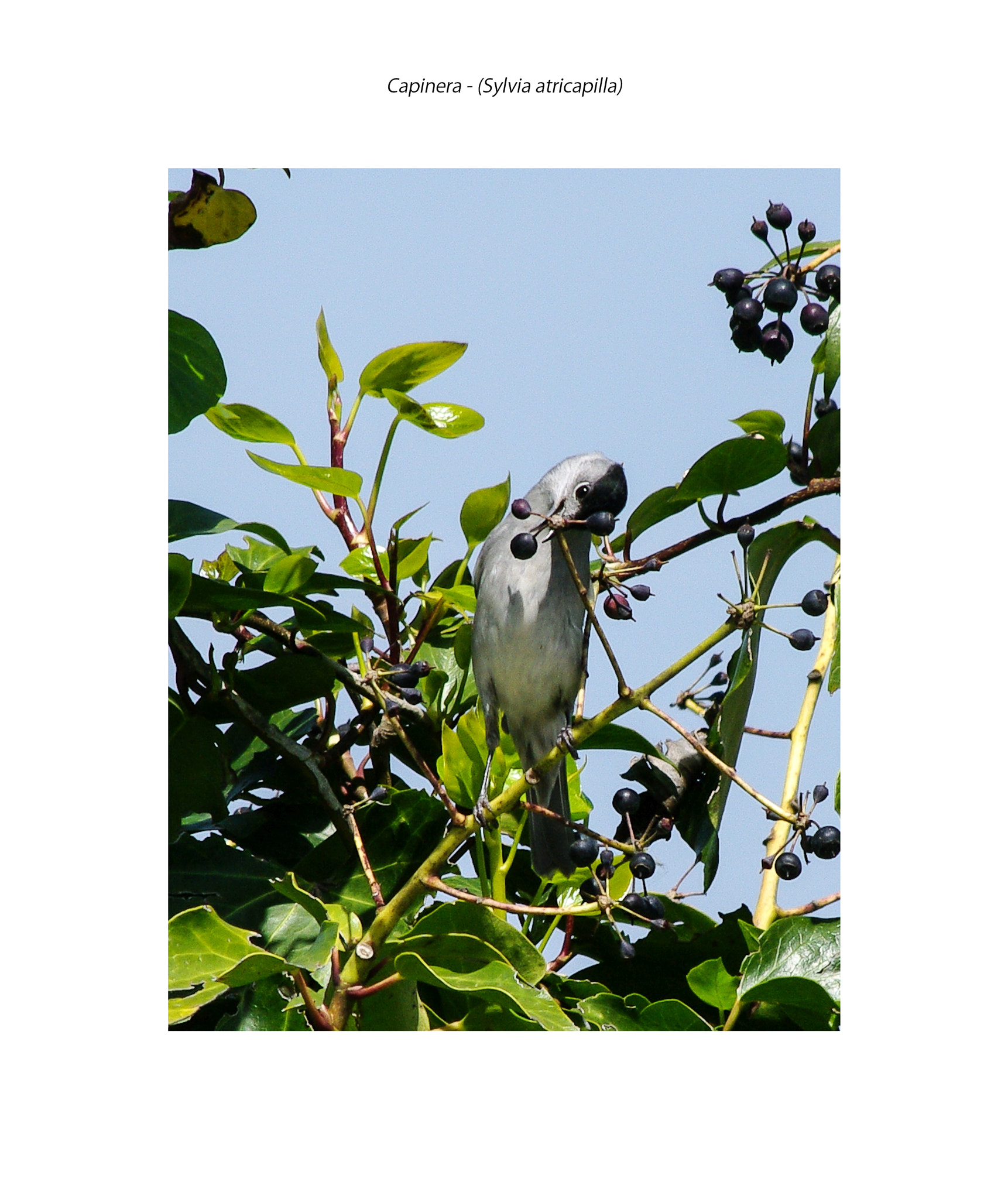 Pentax smc DA 55-300mm F4.0-5.8 ED sample photo. Capinera - blackcap photography