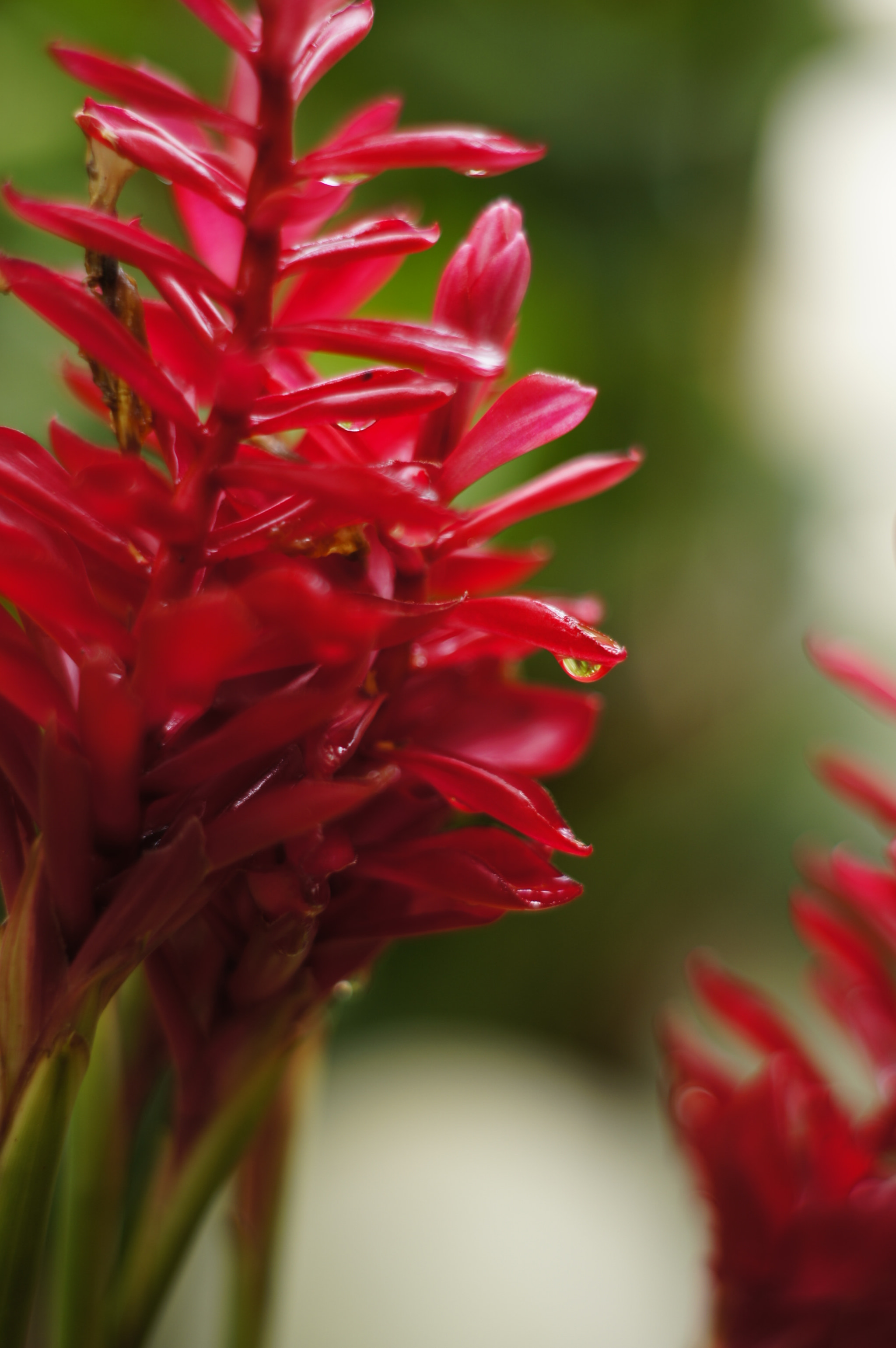 Sony Alpha DSLR-A580 + Minolta AF 50mm F1.7 sample photo. Gota photography