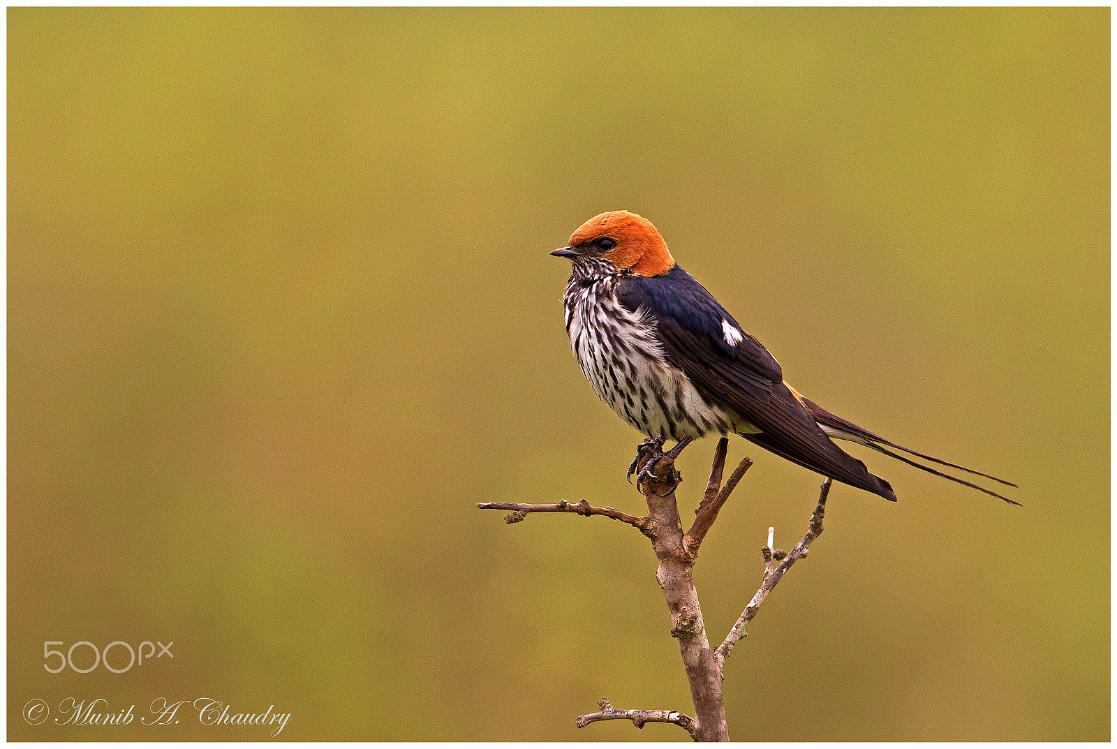 Canon EOS-1D Mark IV + Canon EF 200-400mm F4L IS USM Extender 1.4x sample photo. The red-headed swallow! photography