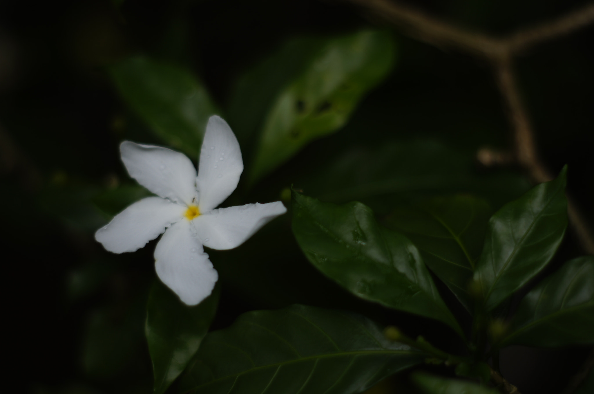 Sony Alpha DSLR-A580 + Minolta AF 50mm F1.7 sample photo. Hormiga/ant photography