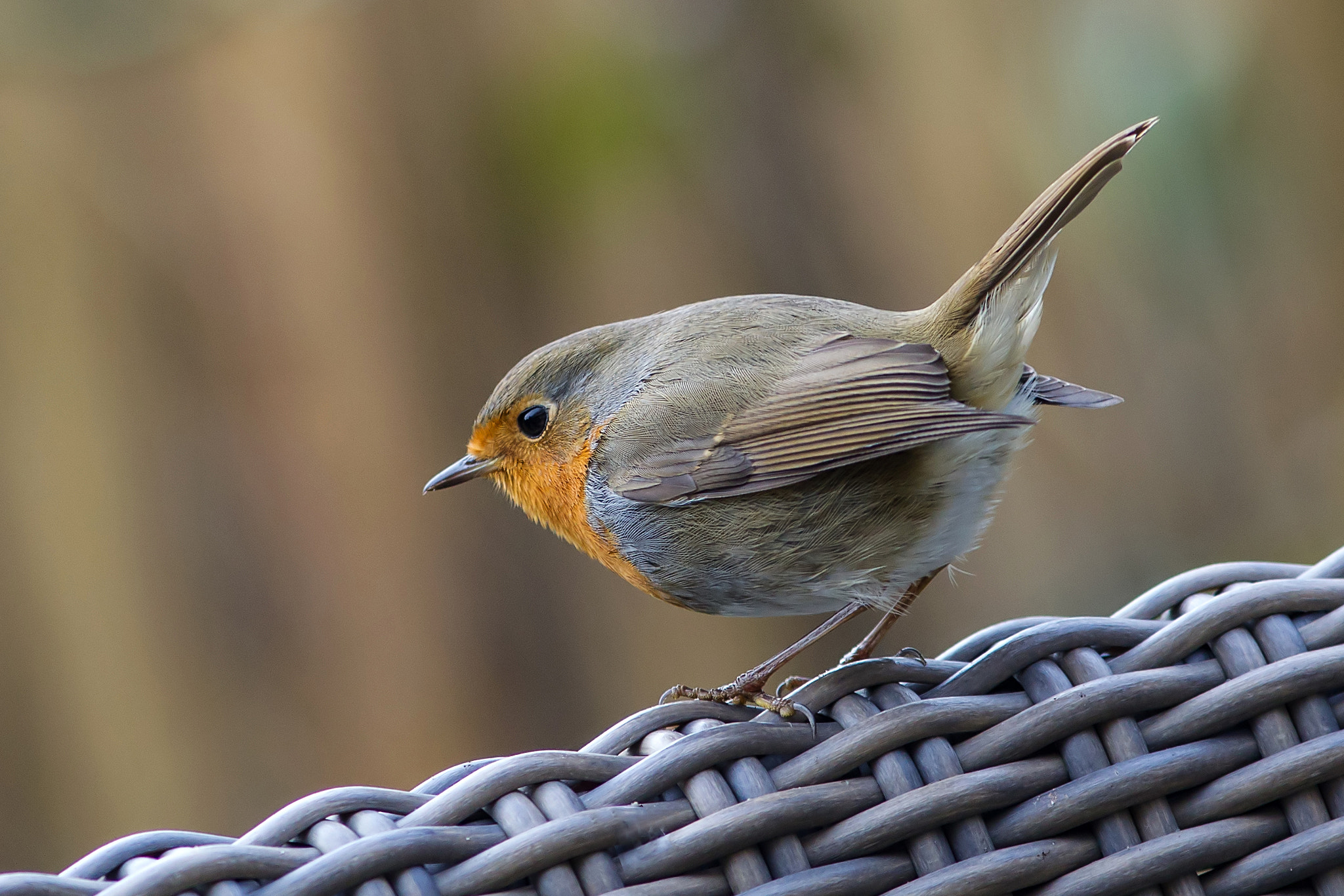 Canon EF 300mm F4L IS USM sample photo. Little visitor photography