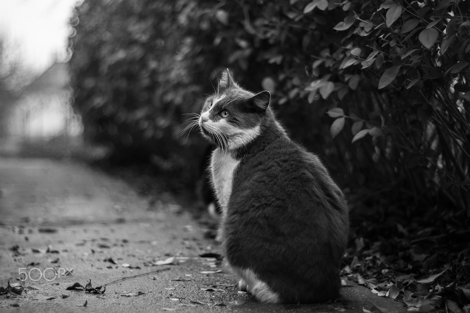 Sony SLT-A77 + Minolta AF 50mm F1.7 New sample photo. My lovely cat photography