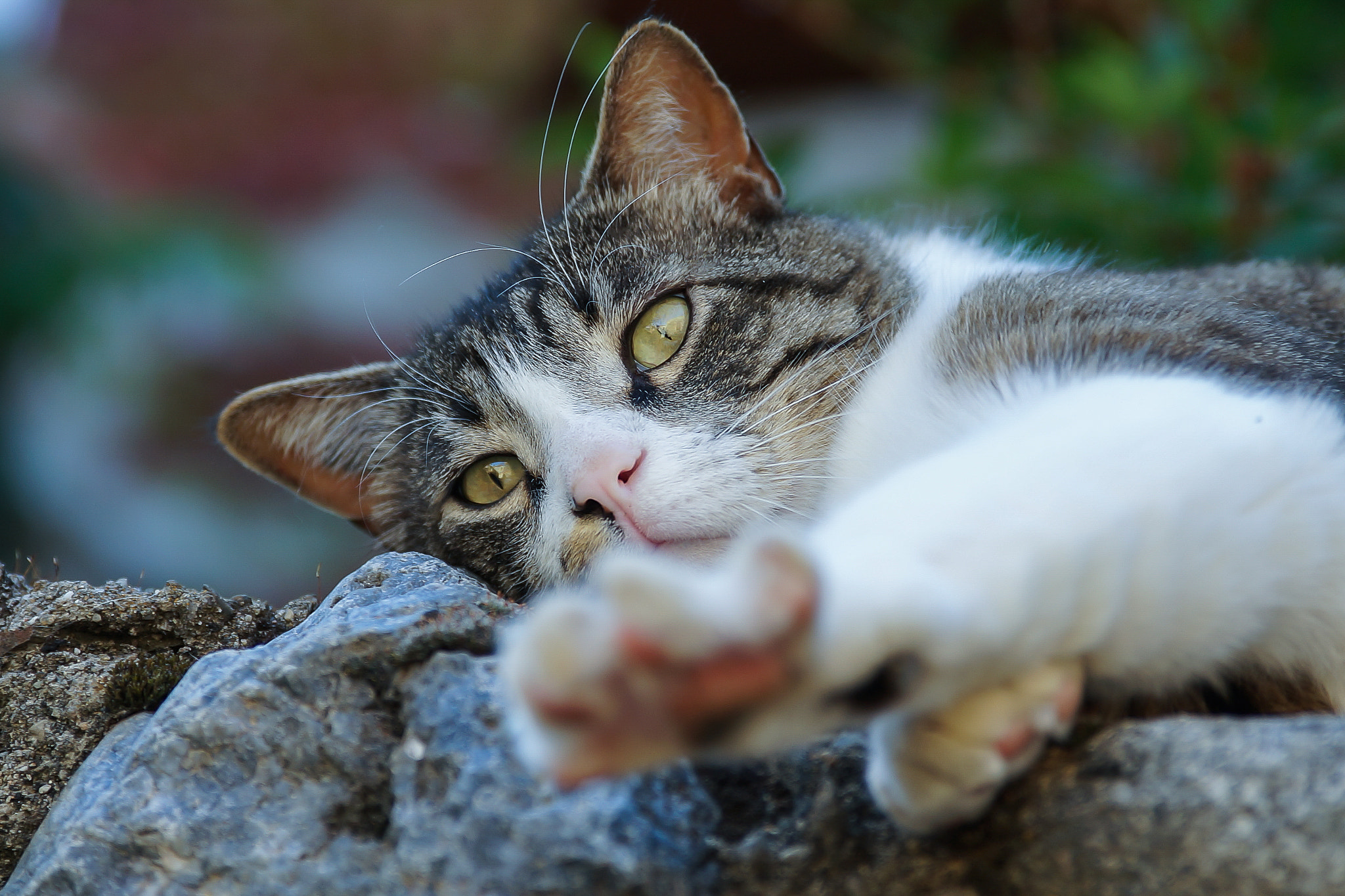 Sony a99 II + 24-70mm F2.8-2.8 SSM sample photo. Tired cat photography