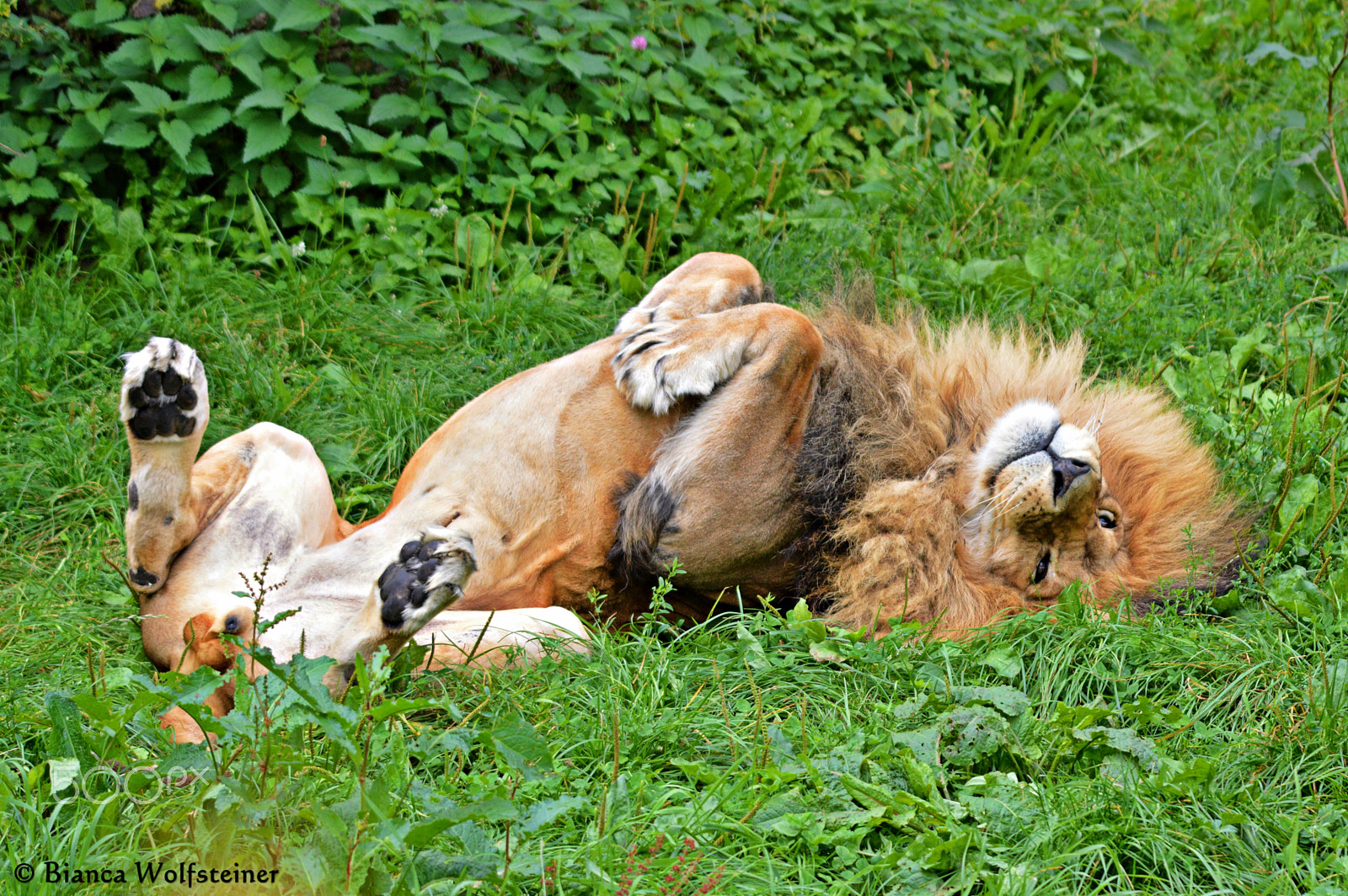 Sigma 120-400mm F4.5-5.6 DG OS HSM sample photo. Löwe (lion) ´arthos´... photography