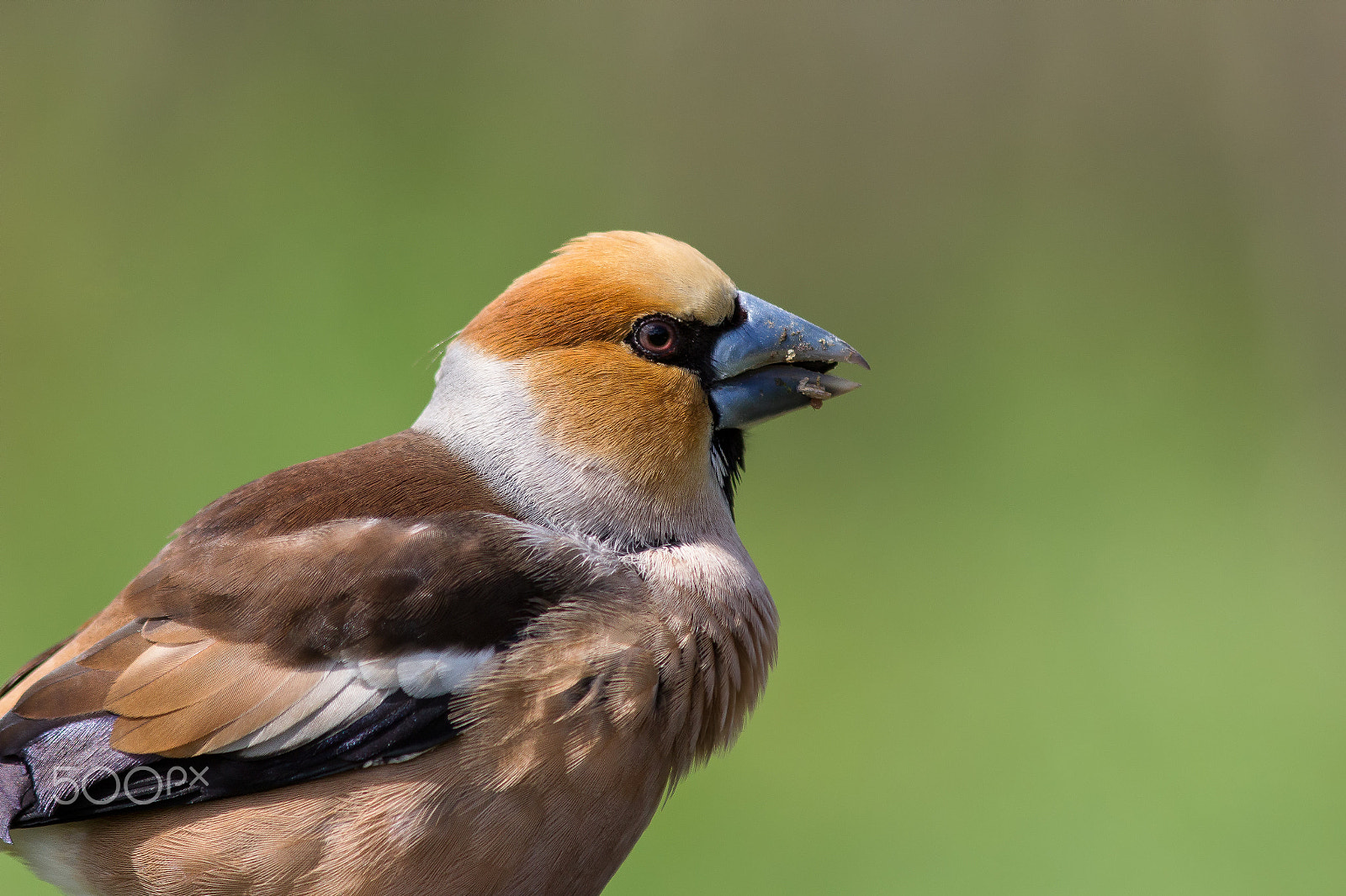 Canon EF 300mm F4L IS USM sample photo. Frosone photography
