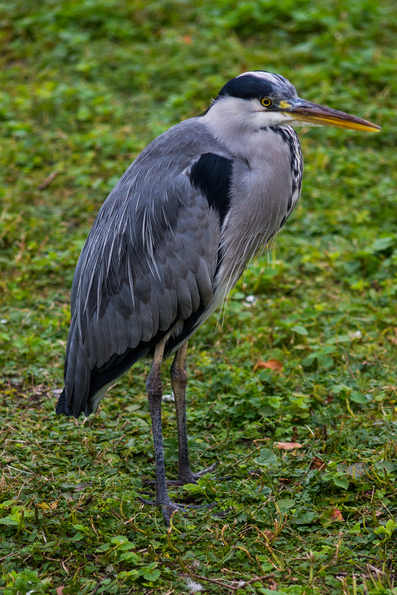 Nikon D7200 + AF Nikkor 70-210mm f/4-5.6 sample photo. Heron photography