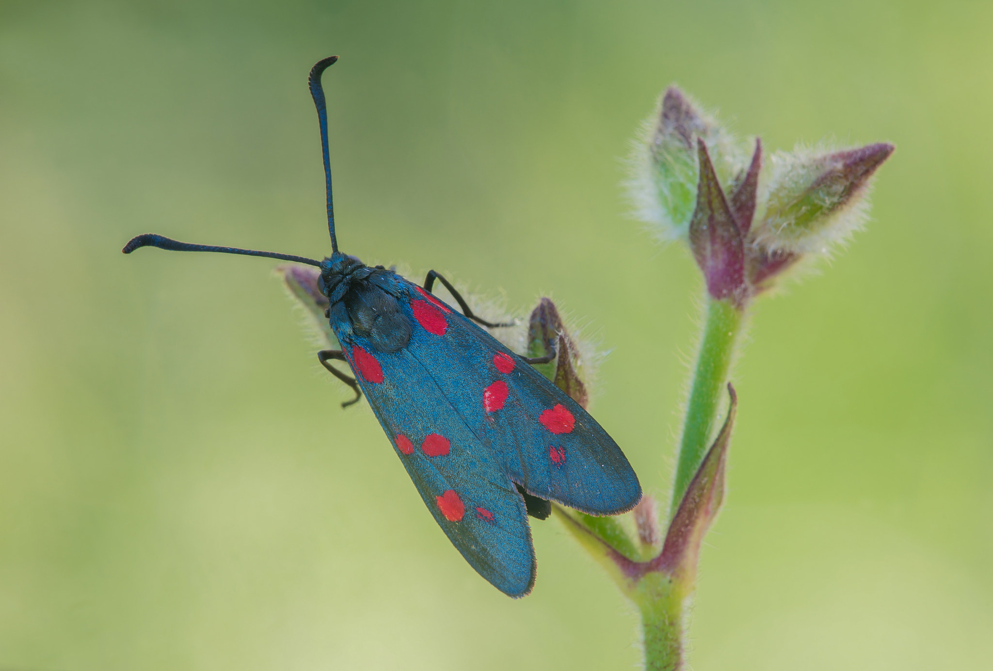 Sigma 150mm F2.8 EX DG Macro HSM sample photo. Farfallina photography