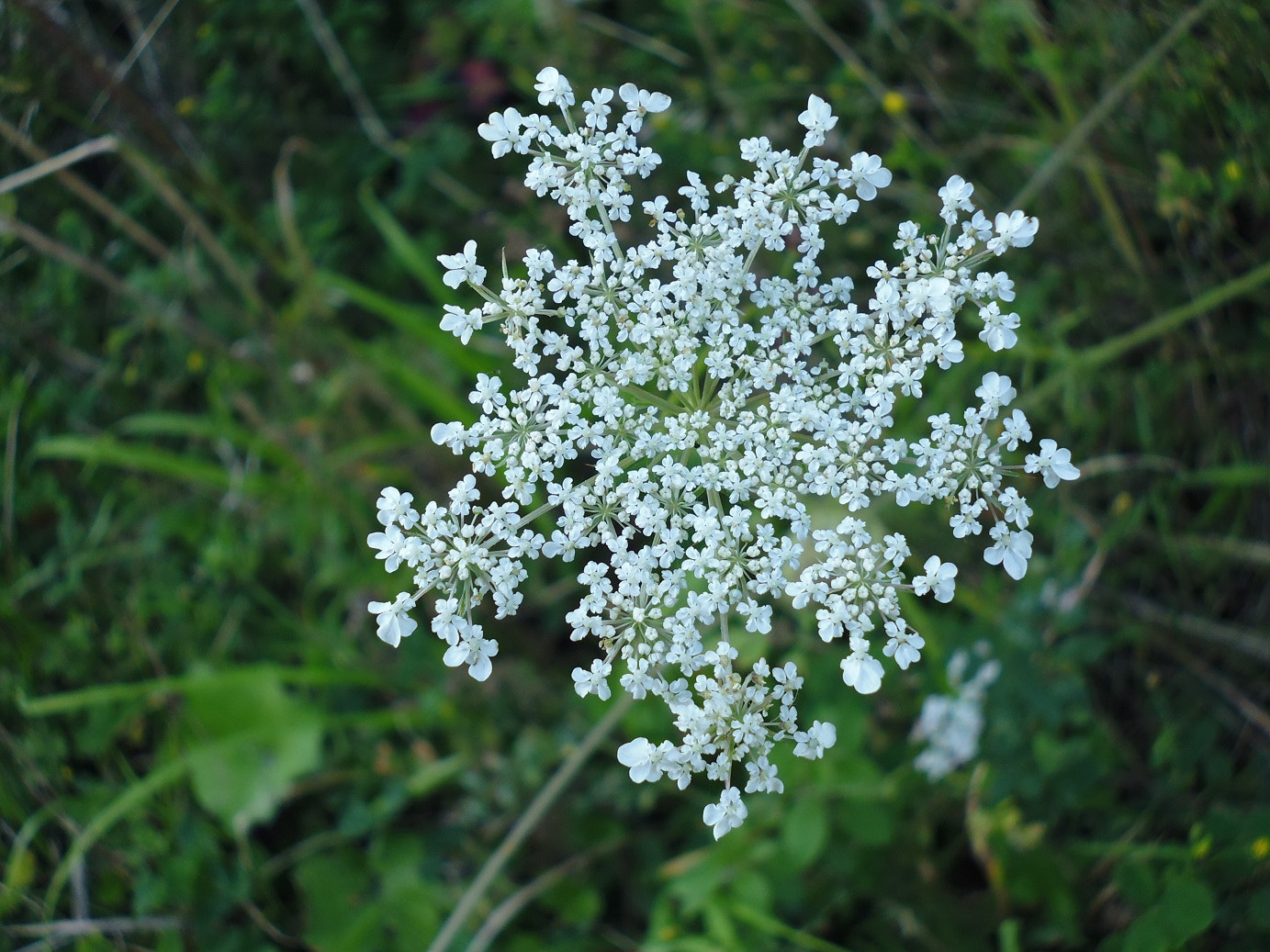 Panasonic DMC-XS1 sample photo. Daucus carota subsp. carota two photography