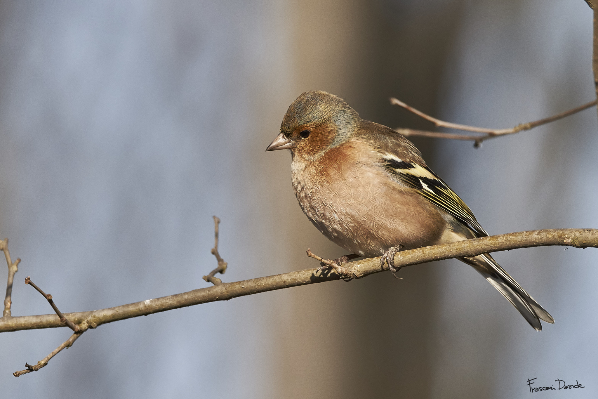 150-600mm F5-6.3 DG OS HSM | Contemporary 015 sample photo. Common chaffinch (fringilla coelebs) photography