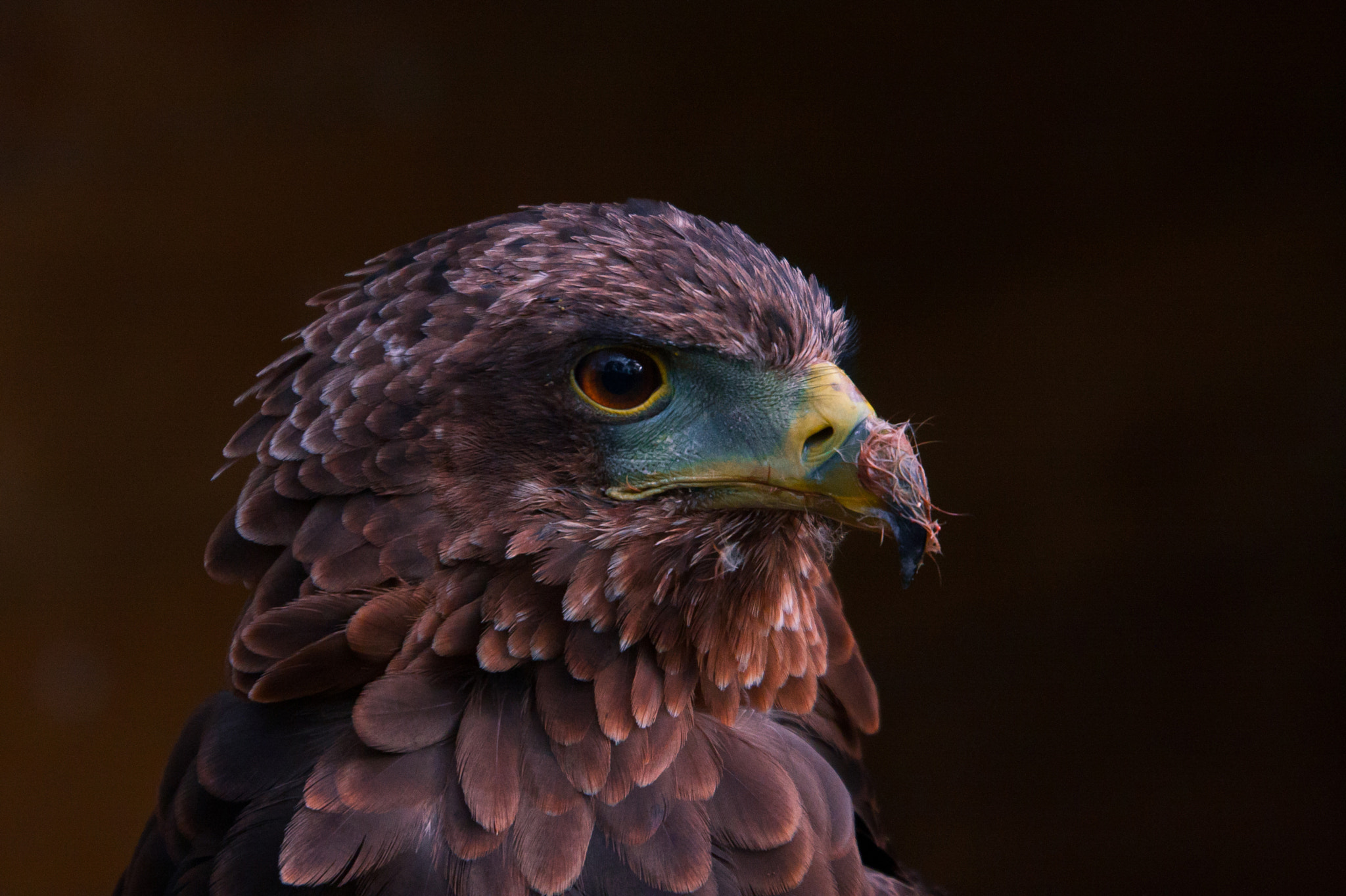 Canon EOS 40D + Canon EF 70-300mm F4.5-5.6 DO IS USM sample photo. Young bateleur eagle photography