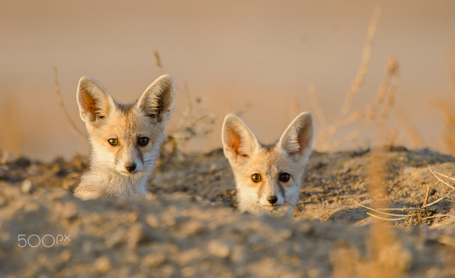 Nikon D7000 + Nikon AF-S Nikkor 500mm F4G ED VR sample photo. Desert fox photography