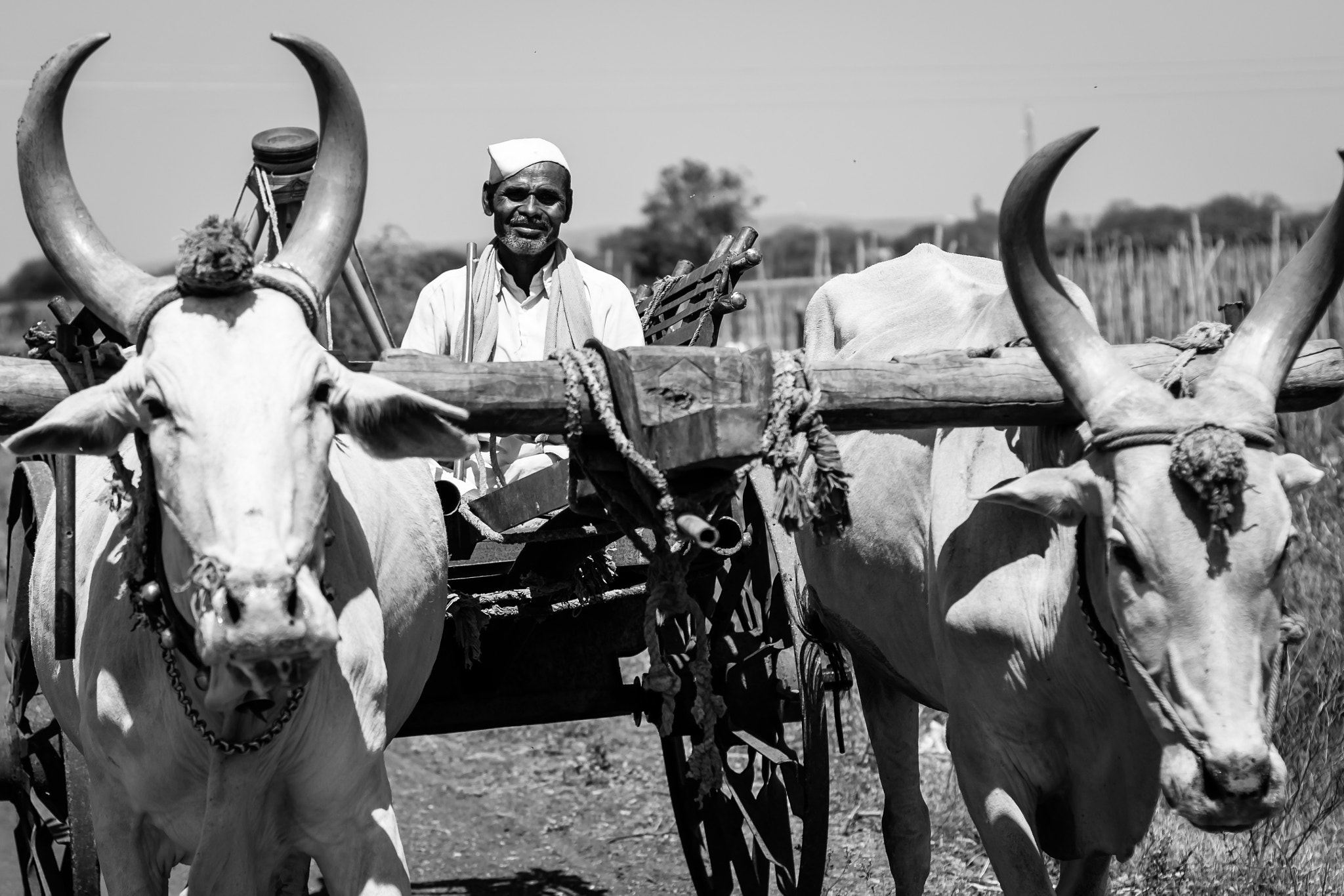 Canon EOS 100D (EOS Rebel SL1 / EOS Kiss X7) + Canon EF 50mm F1.4 USM sample photo. India - farming photography