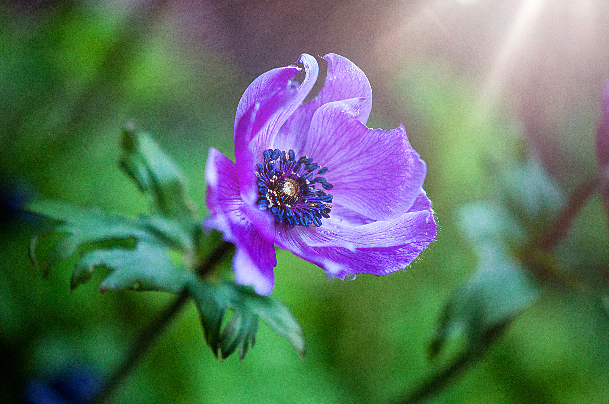 Nikon AF-S DX Micro-Nikkor 85mm F3.5G ED VR sample photo. 'spring flower' photography