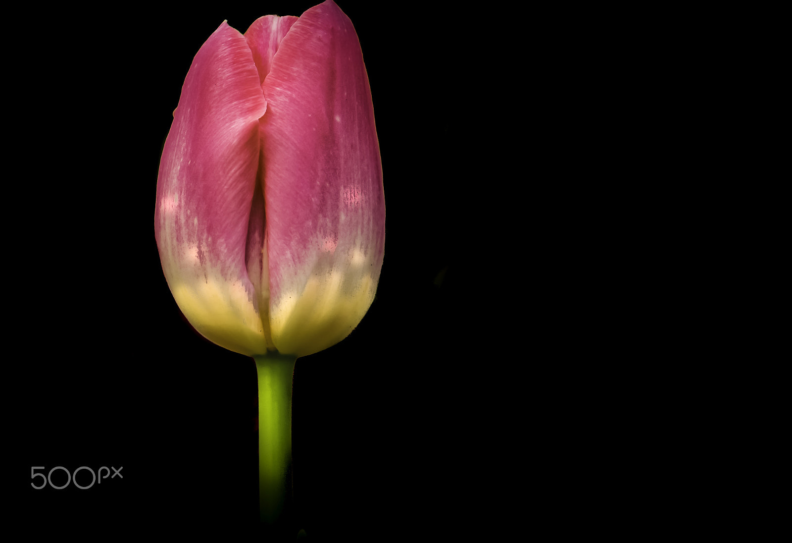 Samsung NX300 + Samsung NX 20-50mm F3.5-5.6 ED sample photo. A tulip... photography
