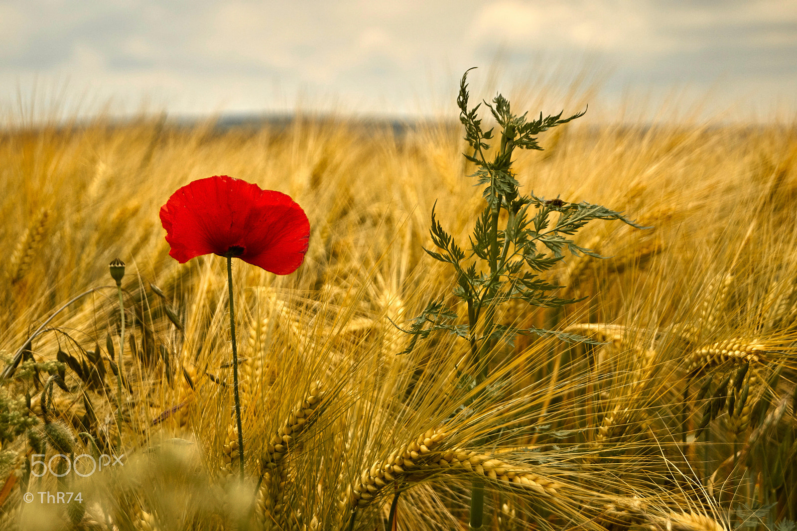 Sony ILCA-77M2 + Sony DT 18-55mm F3.5-5.6 SAM sample photo. Mohn im schlafrock photography