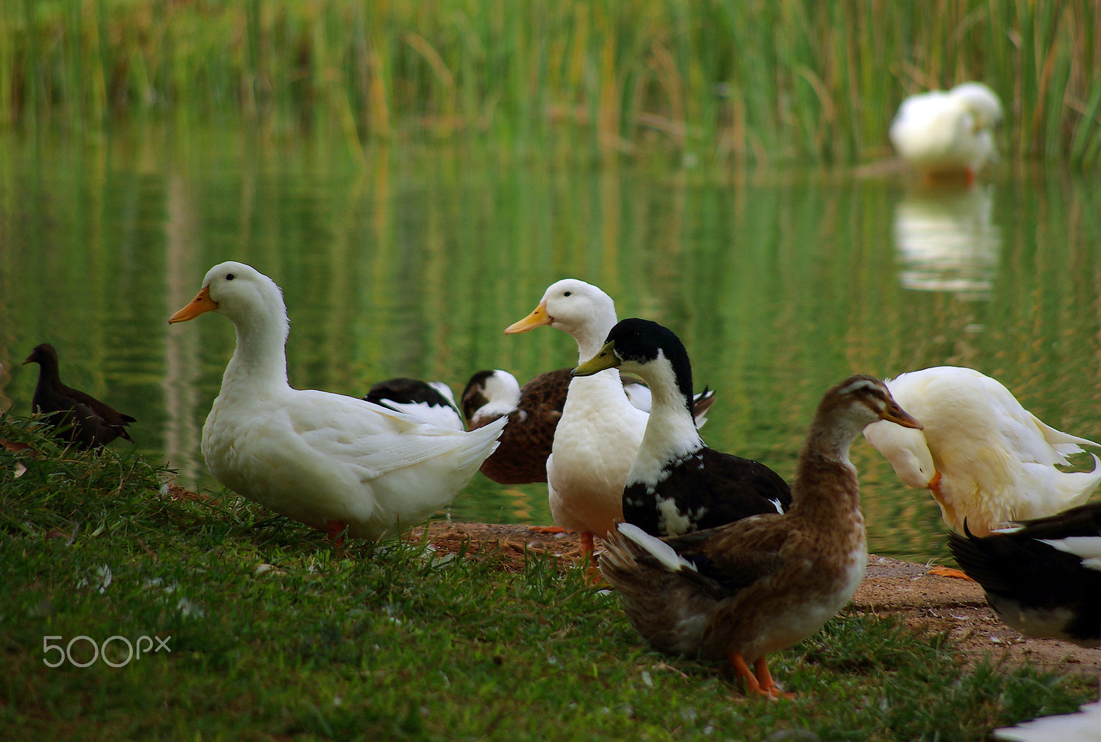 Pentax K10D sample photo. Lake and ducks photography