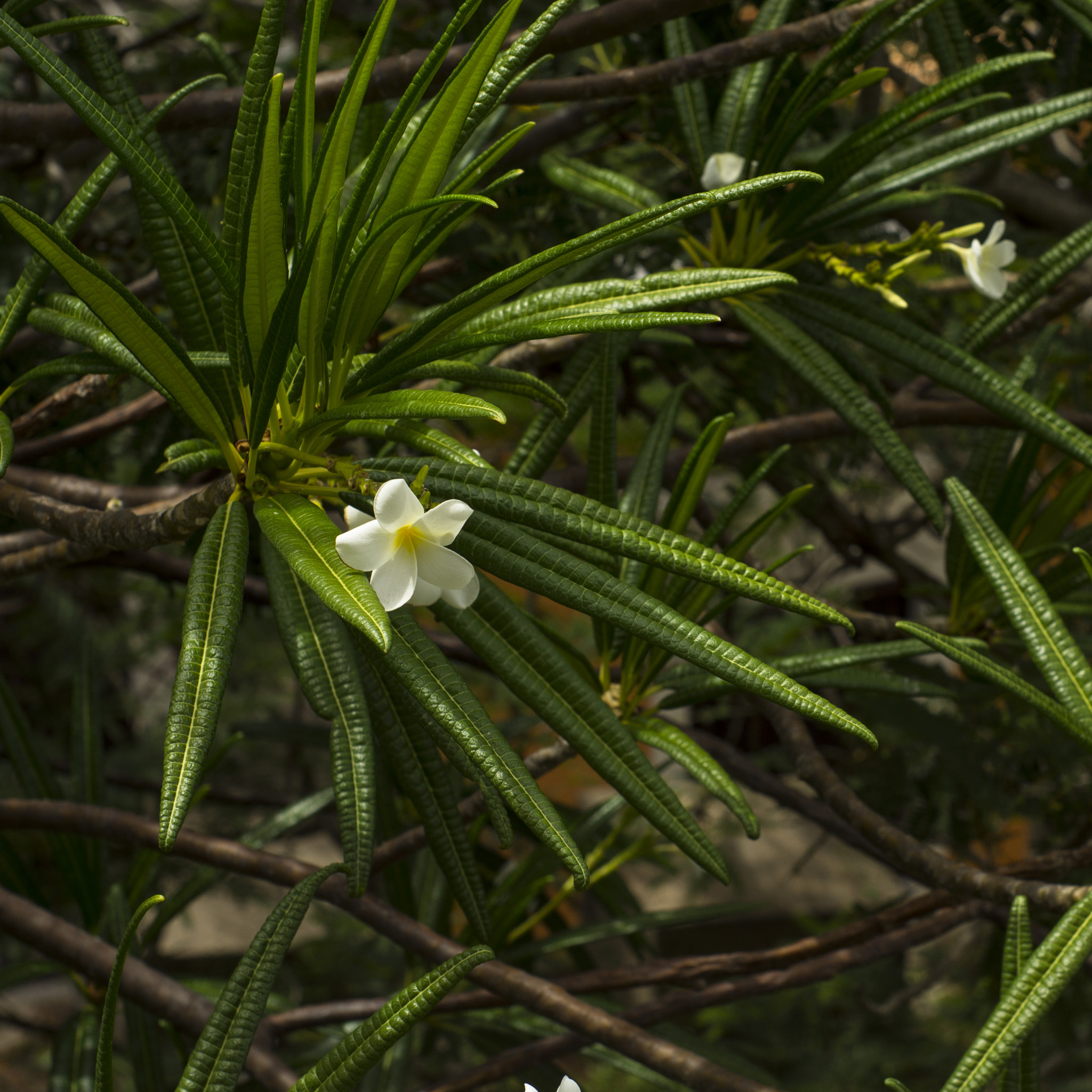 Sony Alpha DSLR-A580 + Minolta AF 50mm F1.7 sample photo